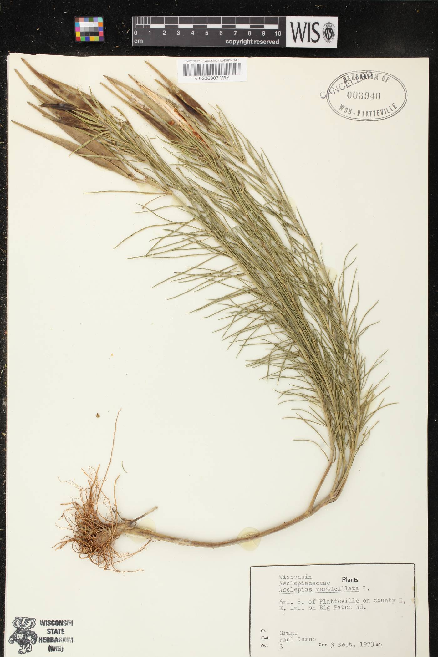 Asclepias verticillata image