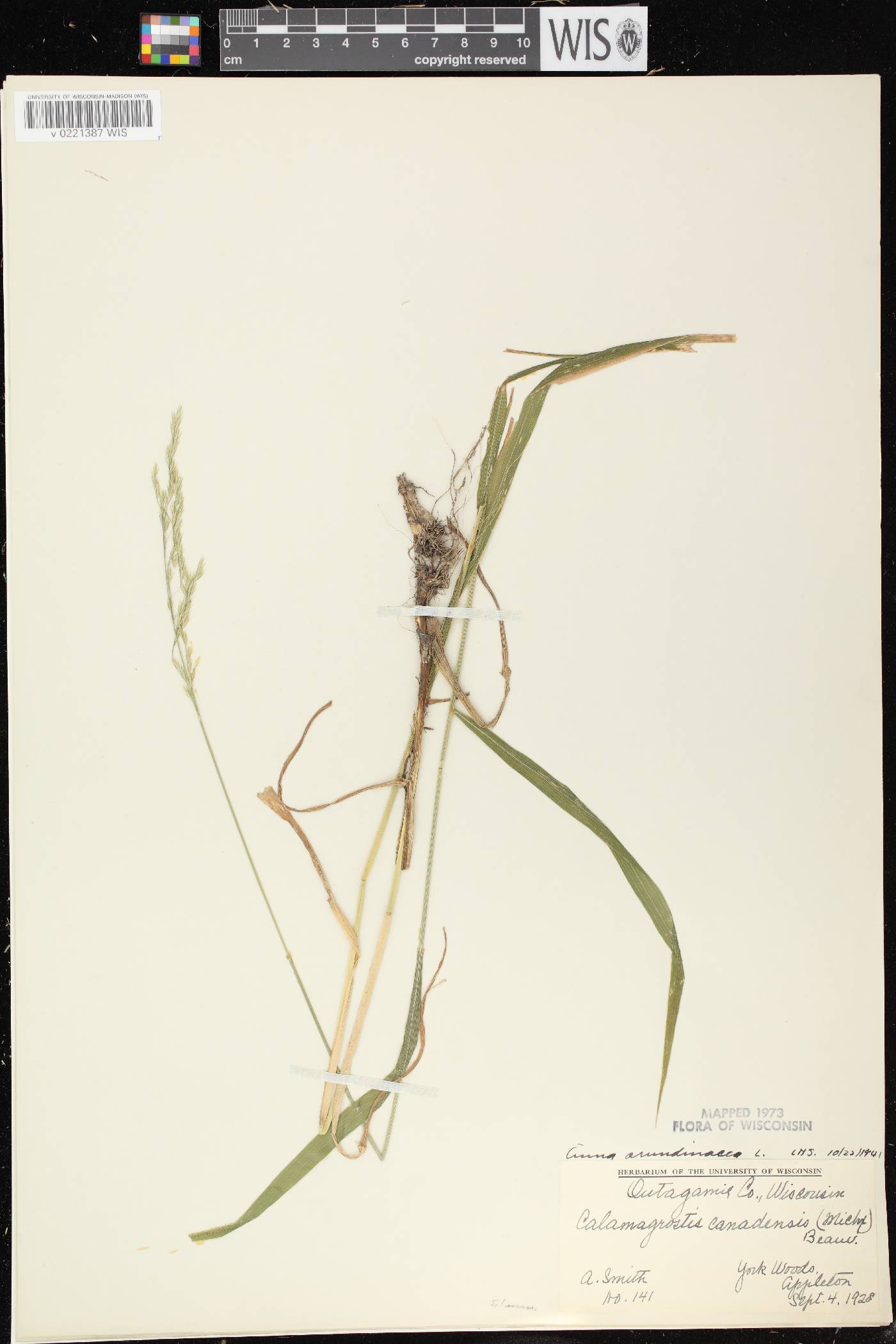 Cinna arundinacea image