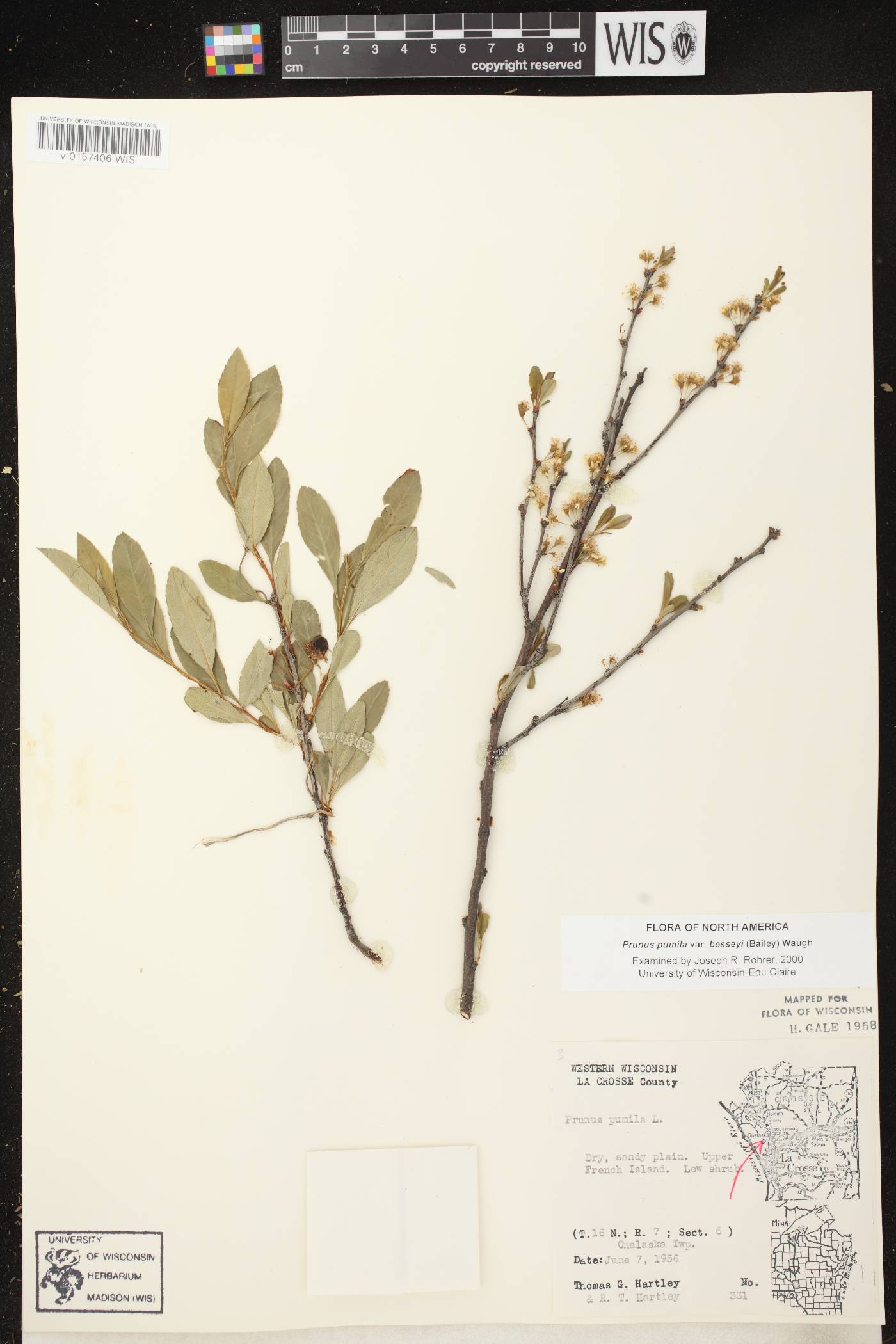 Prunus pumila image