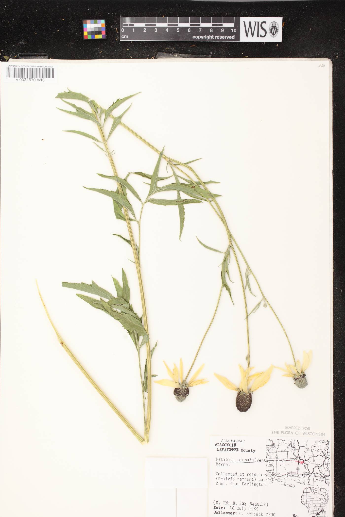 Ratibida pinnata image