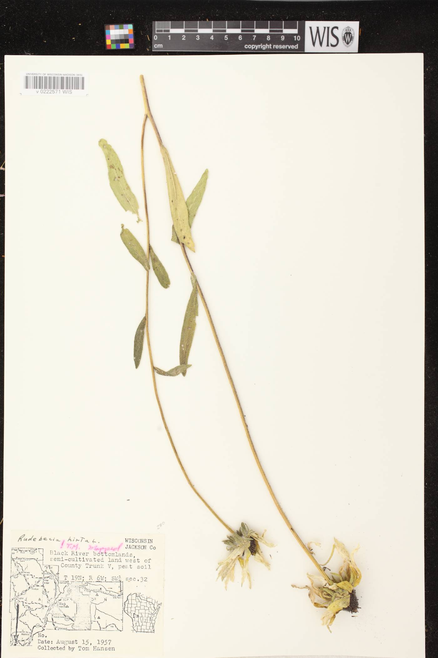 Rudbeckia hirta var. pulcherrima image