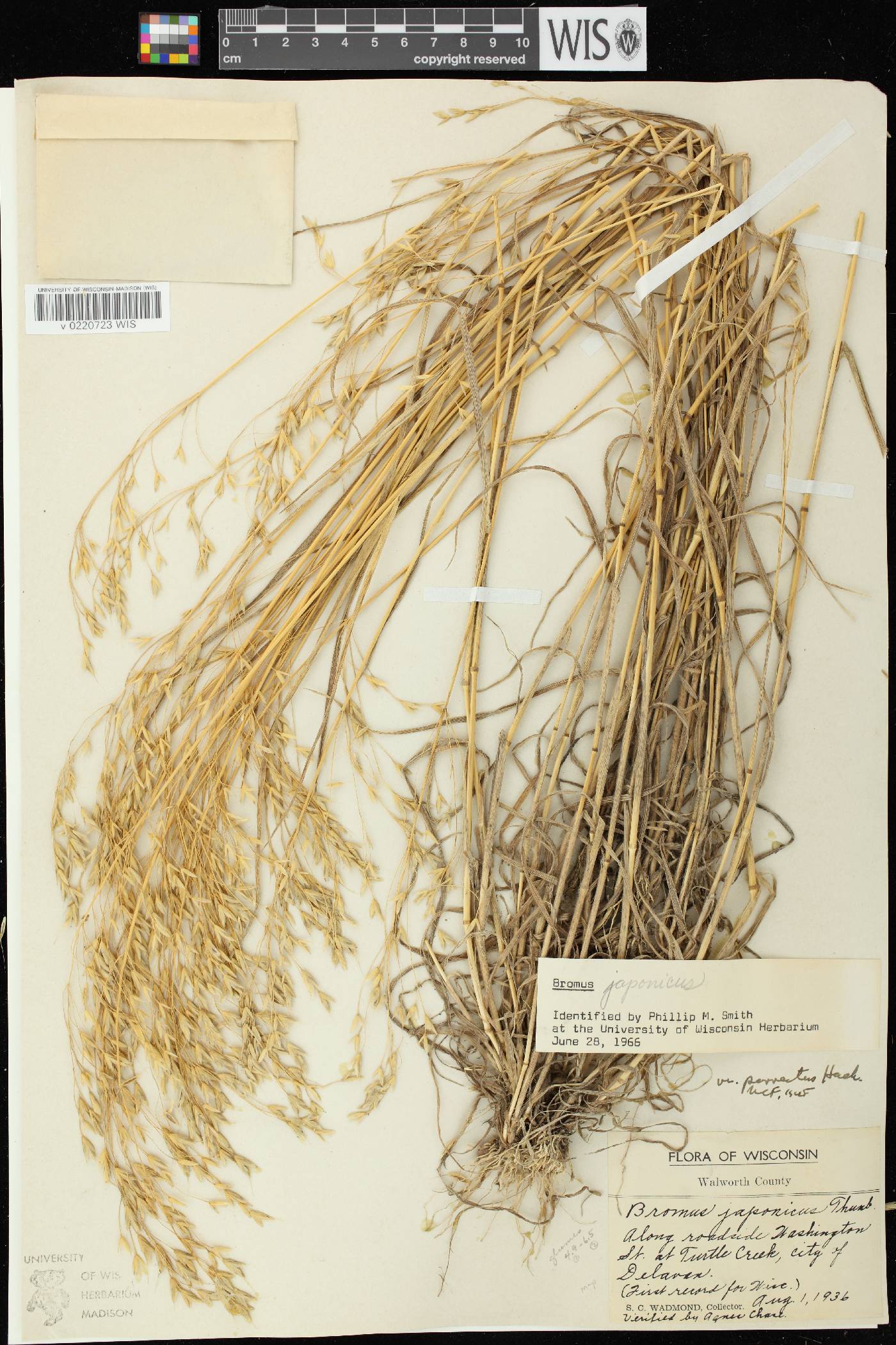 Bromus arvensis image