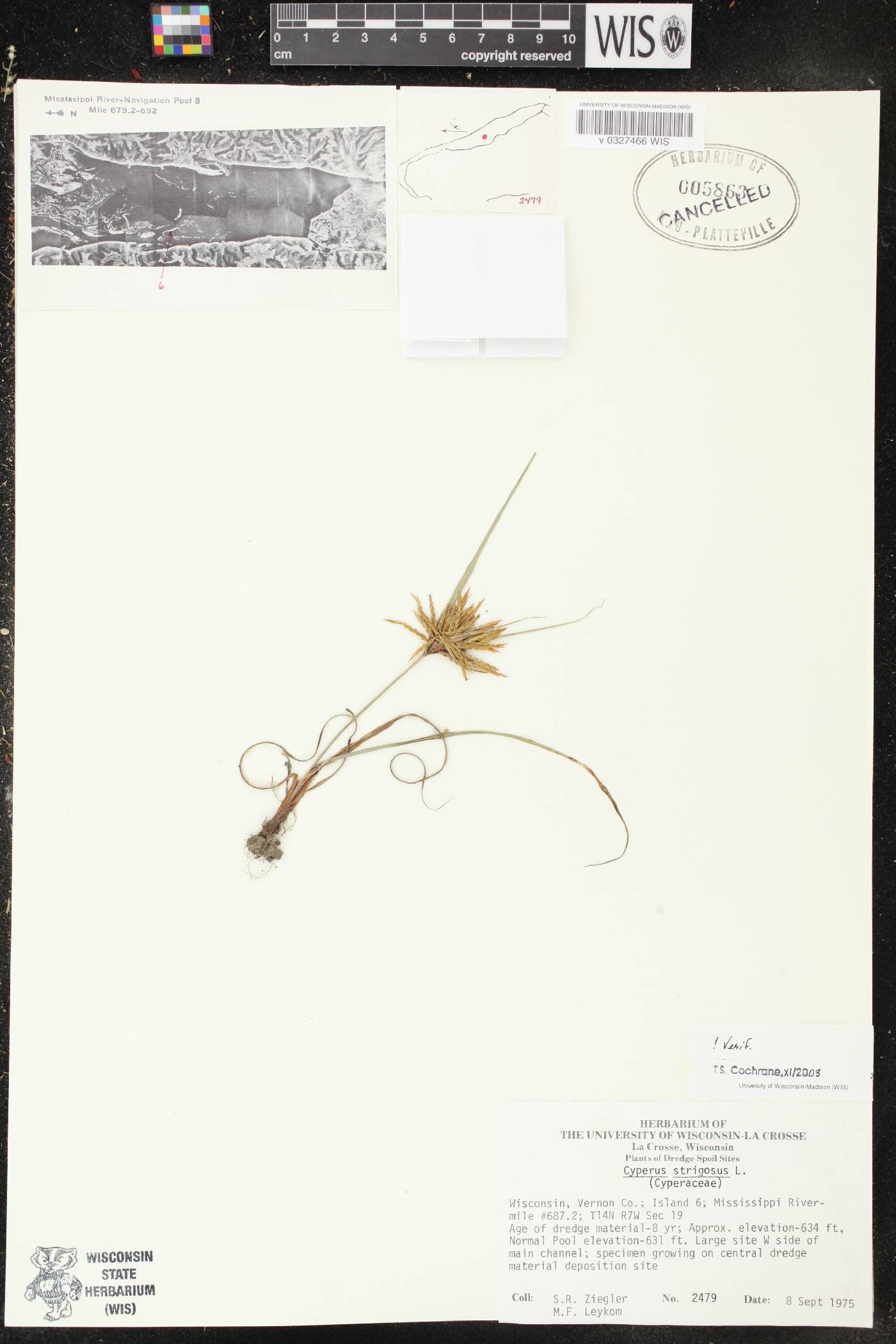 Cyperus strigosus image