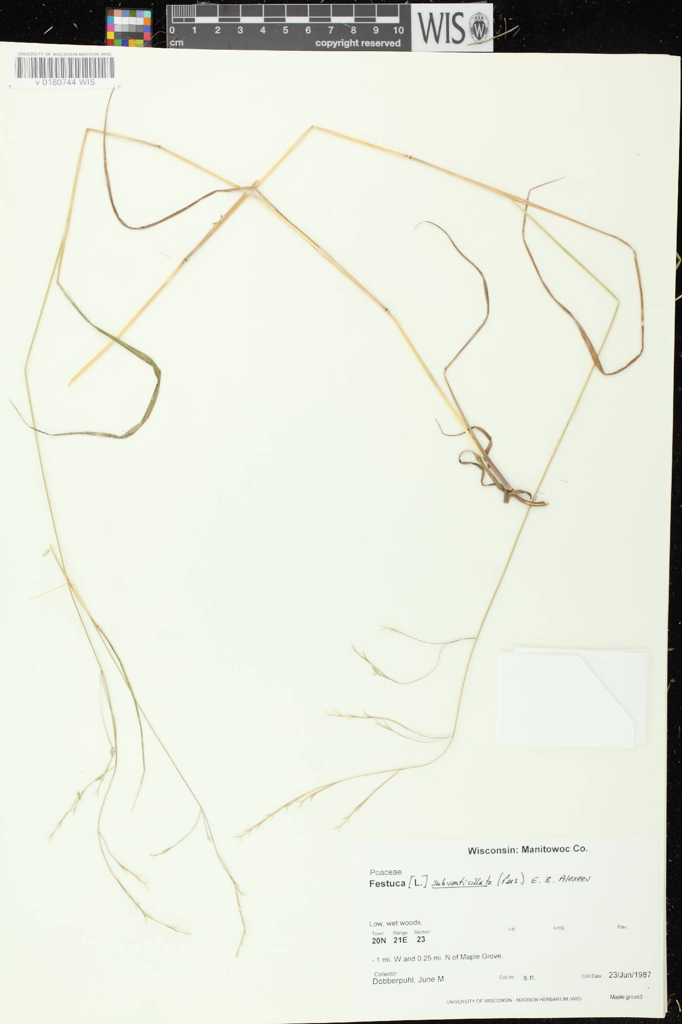 Festuca subverticillata image