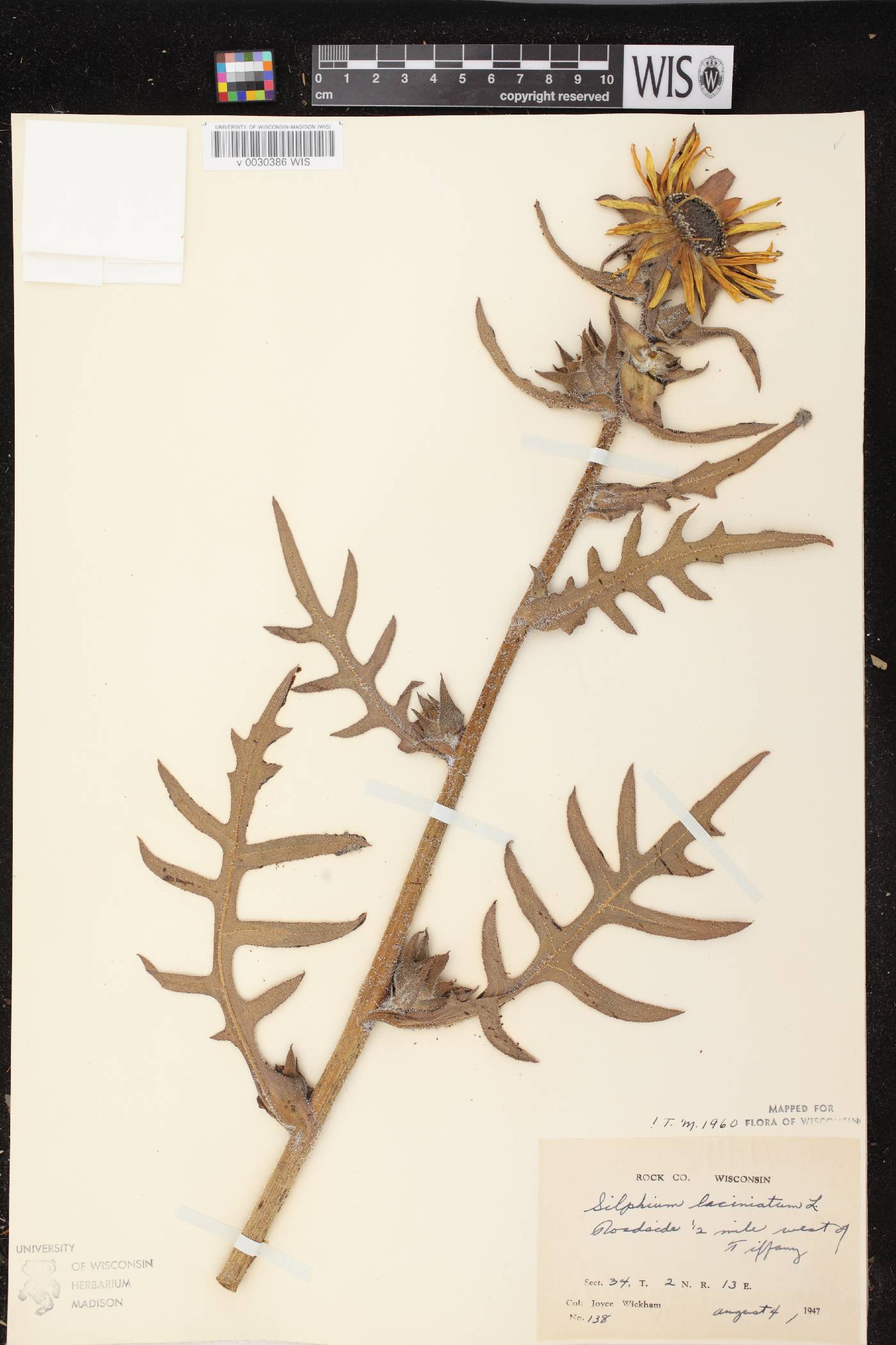 Silphium laciniatum image