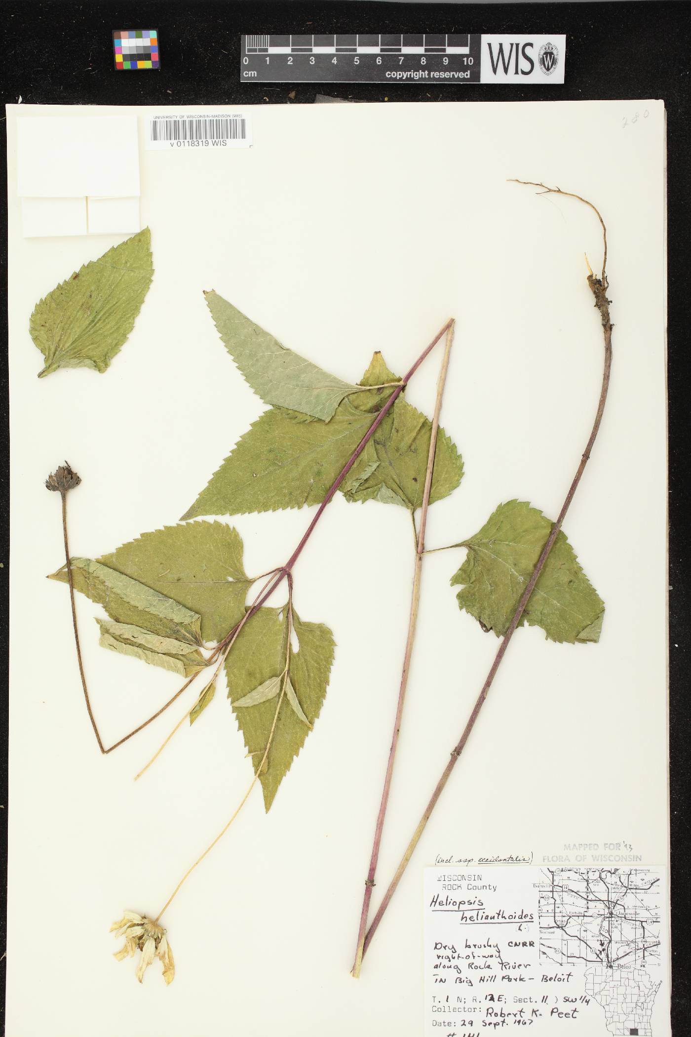 Heliopsis helianthoides image