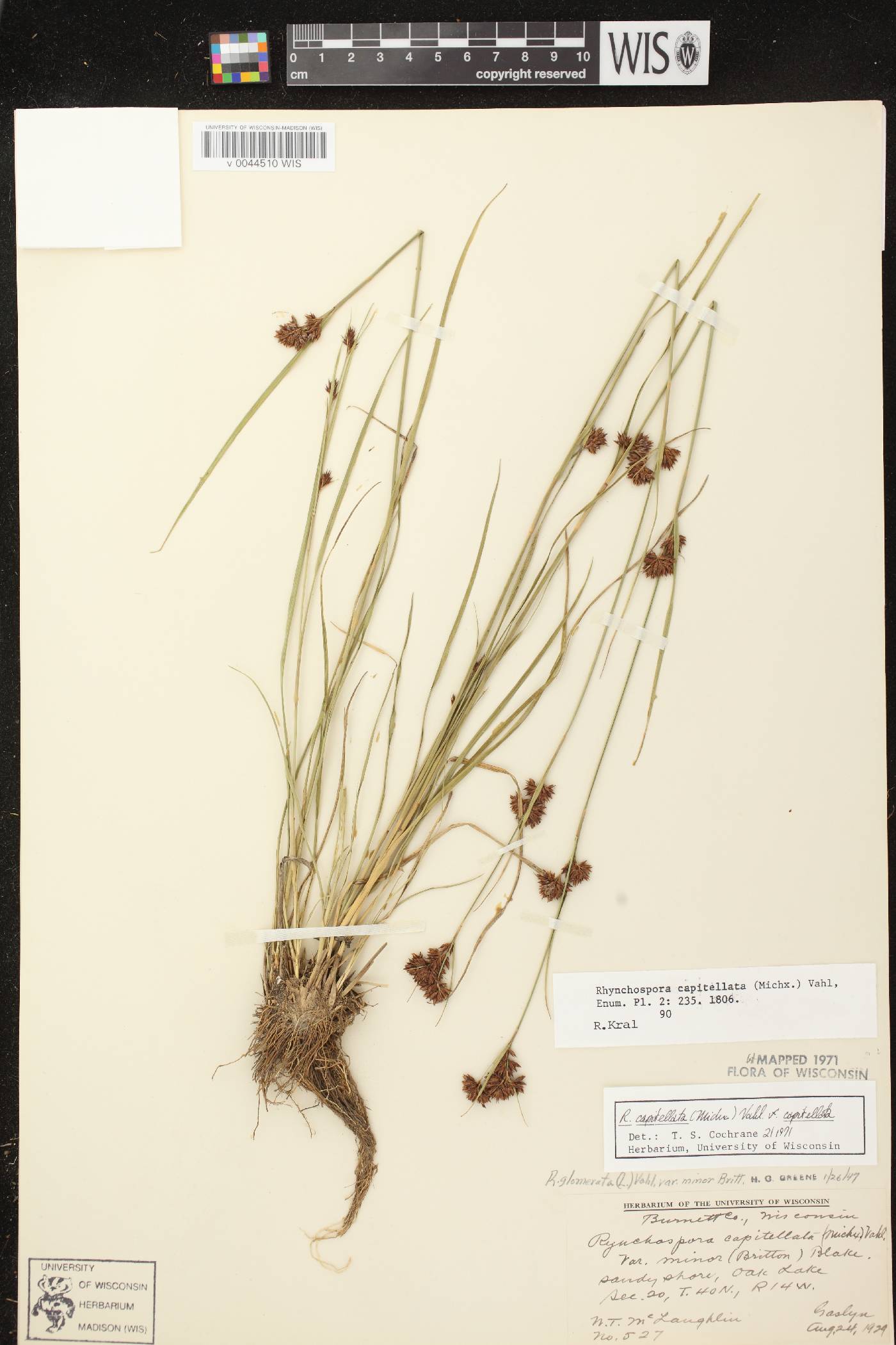 Rhynchospora capitellata image