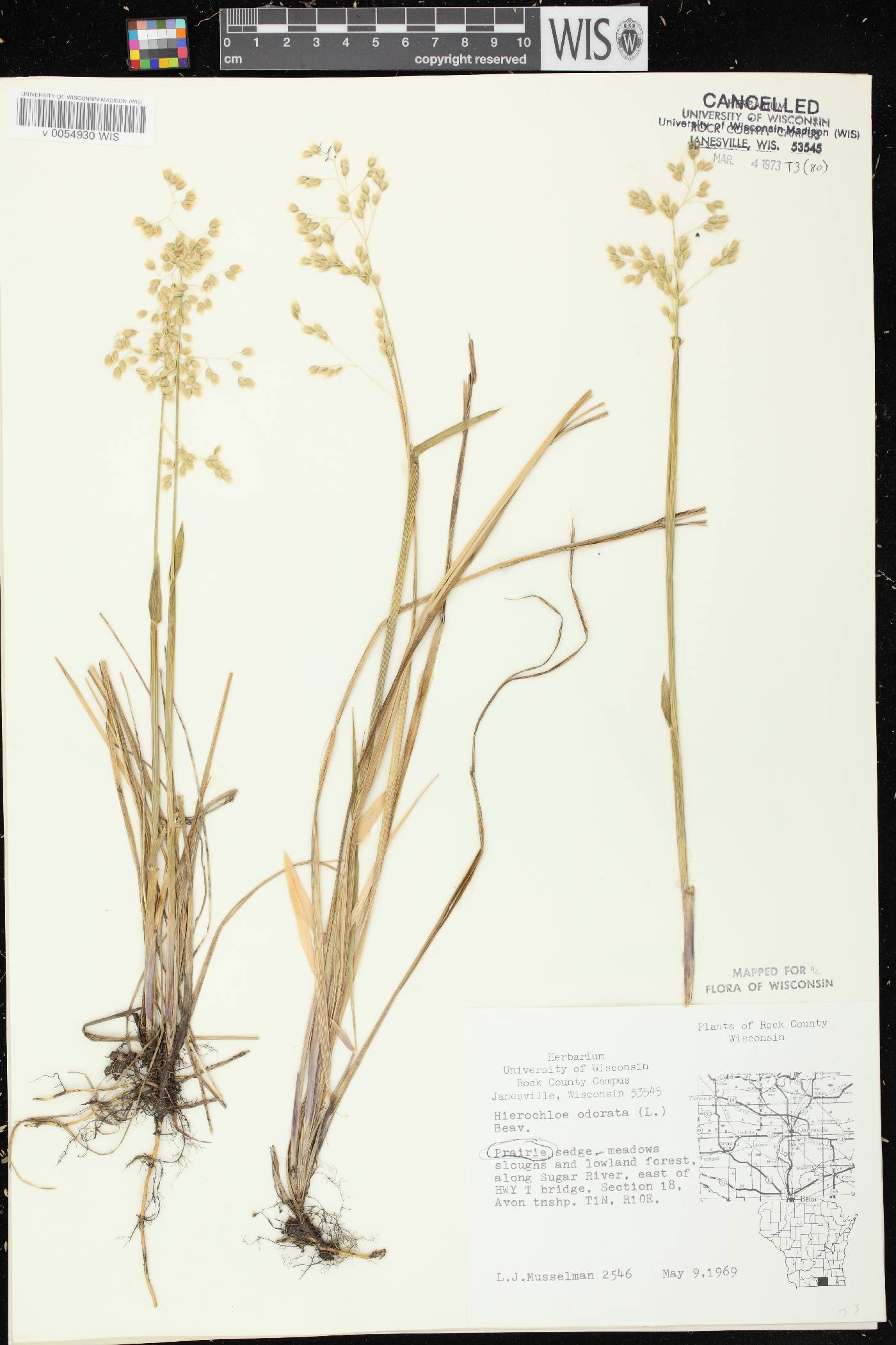 Anthoxanthum hirtum subsp. arcticum image