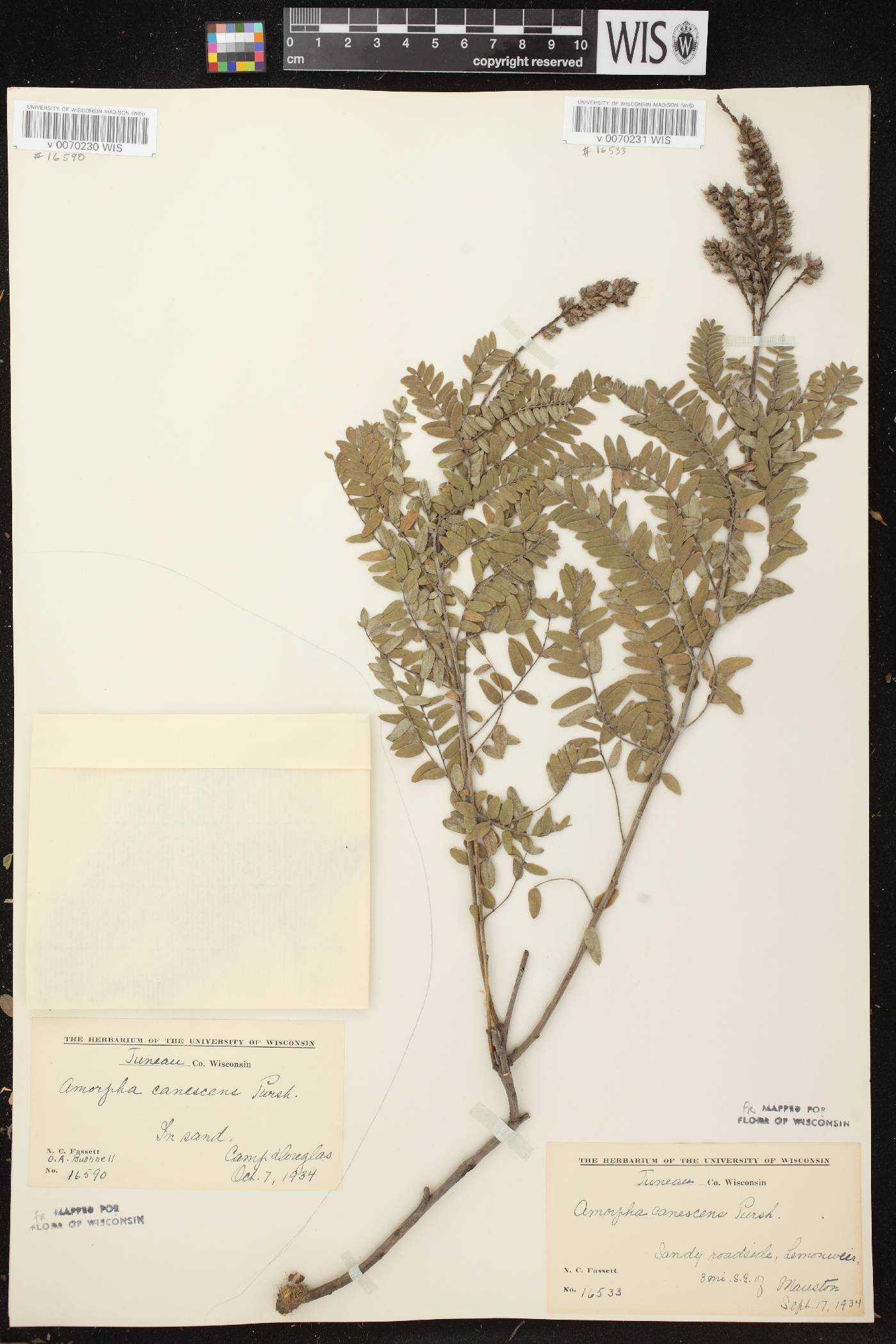 Amorpha canescens image
