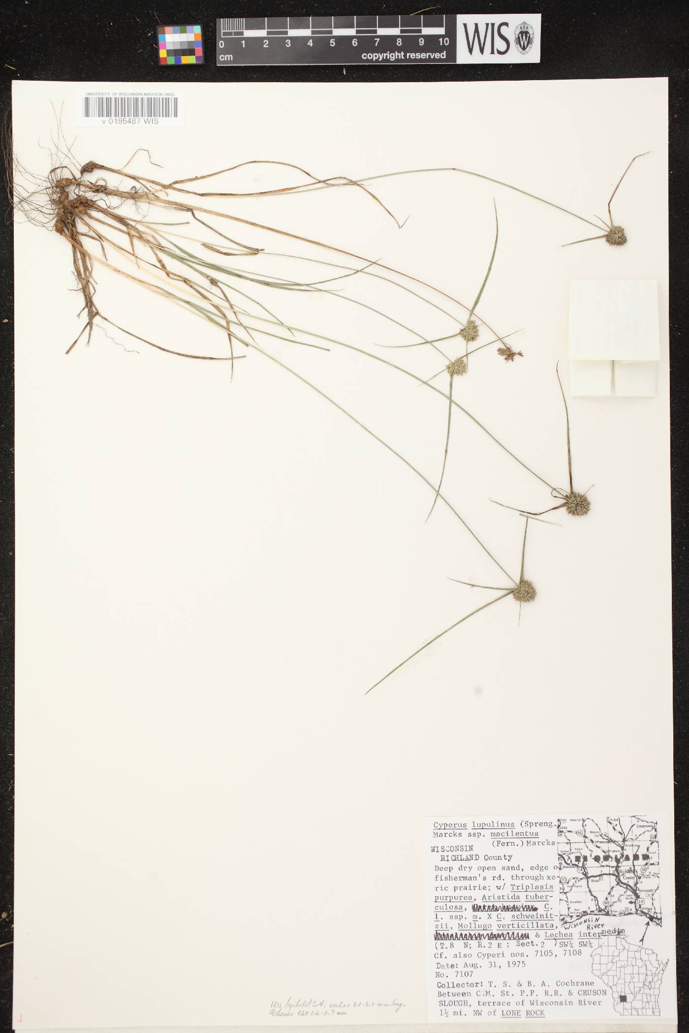 Cyperus lupulinus subsp. macilentus image