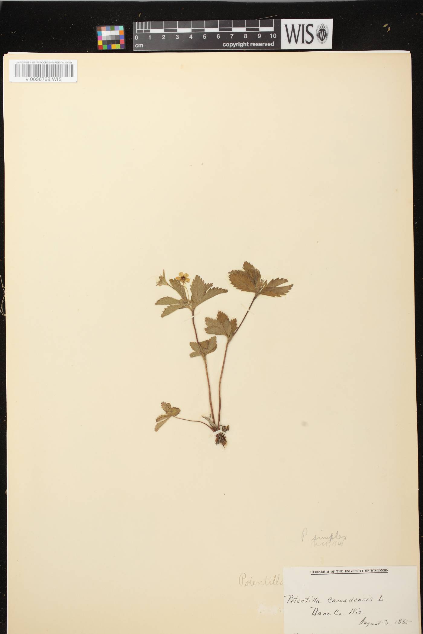 Potentilla simplex image