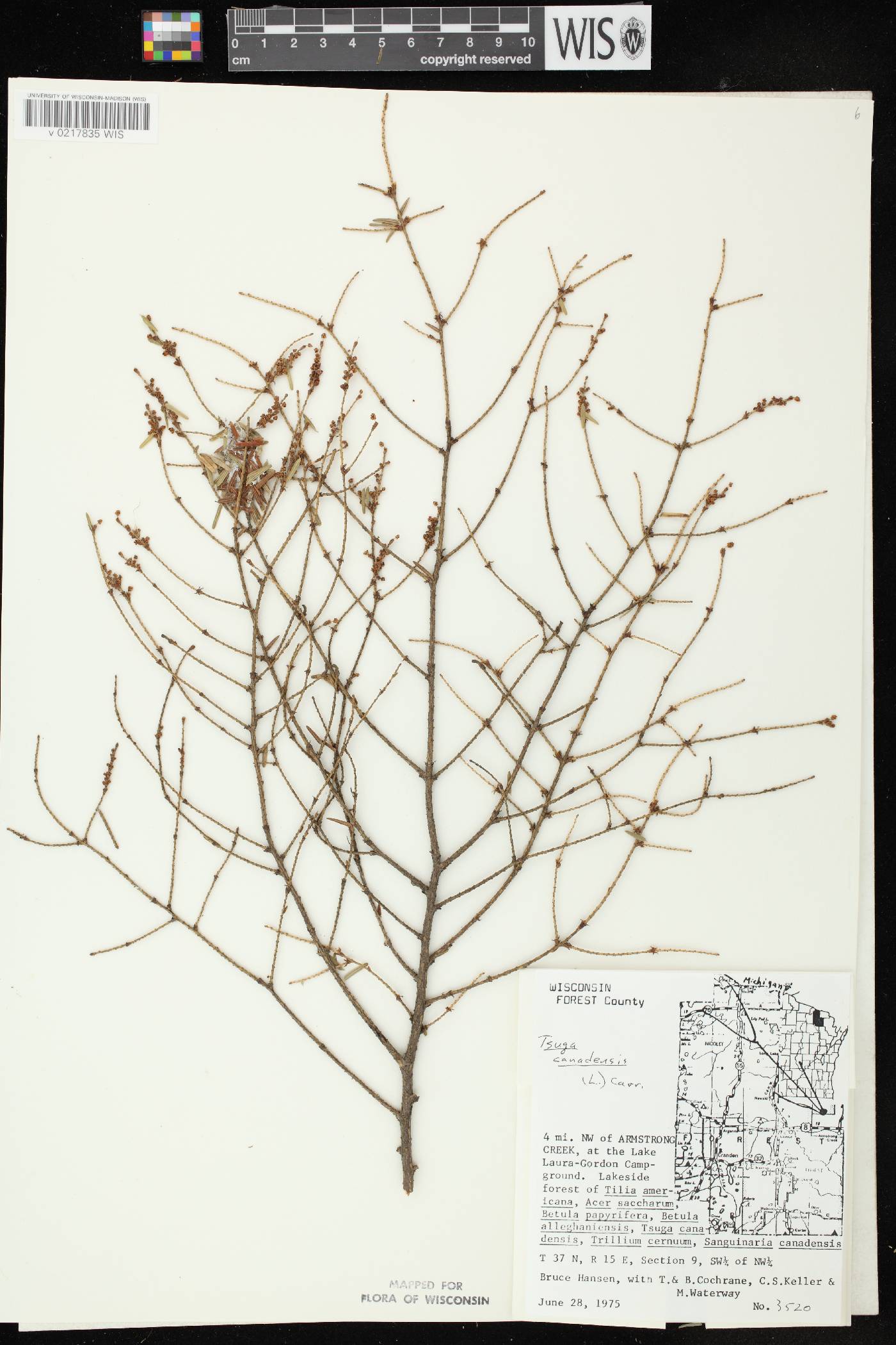 Tsuga canadensis image