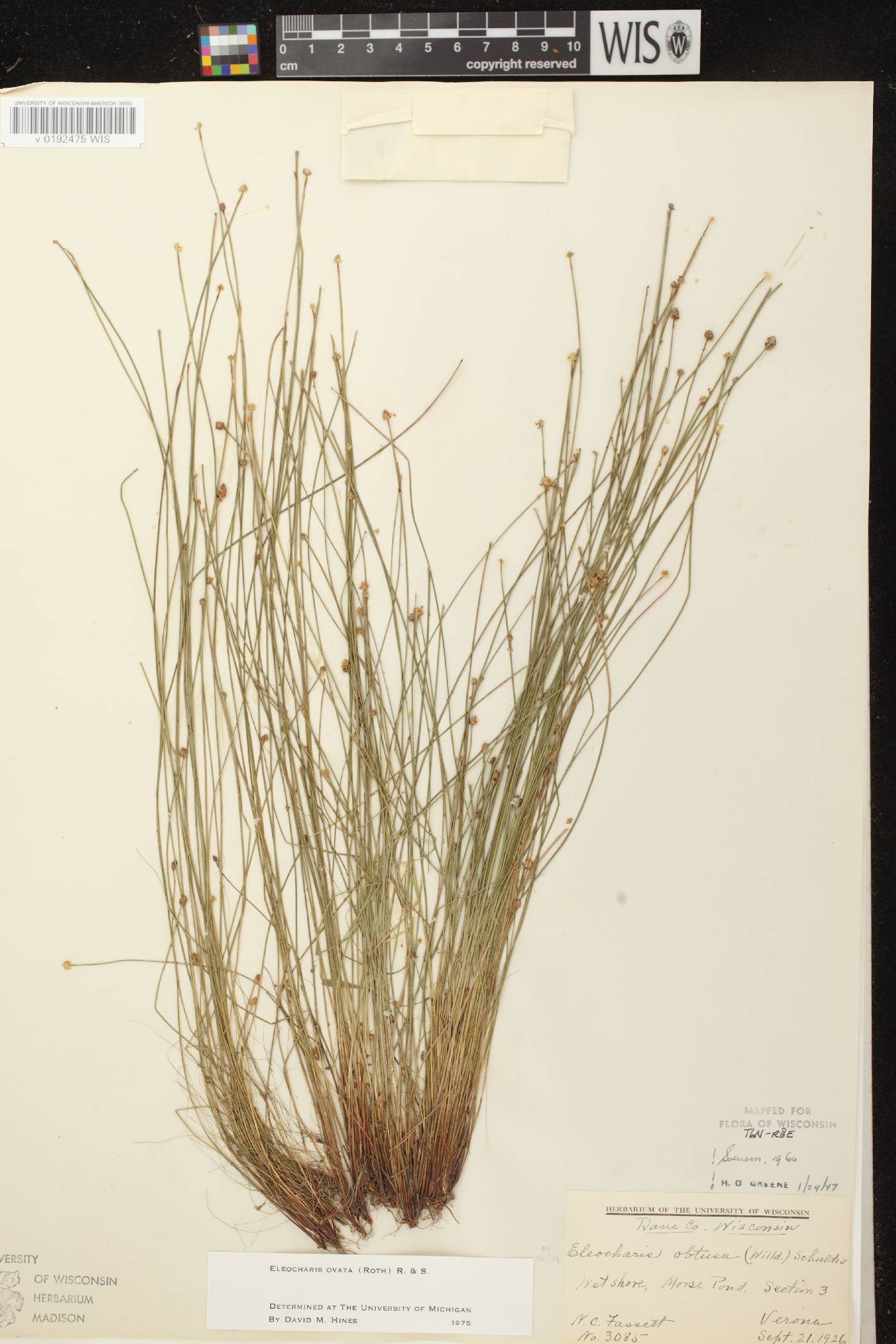 Eleocharis ovata image