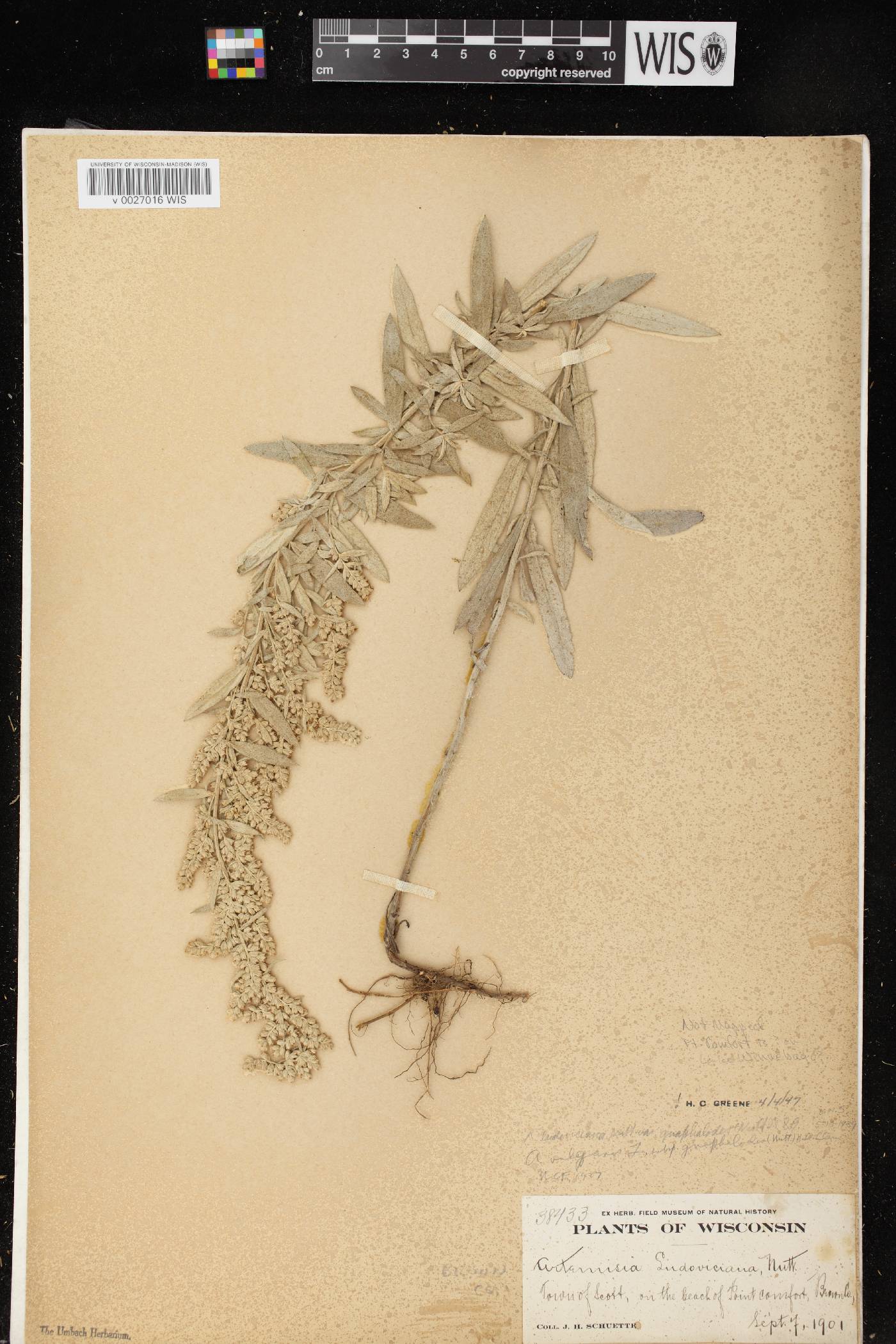 Artemisia ludoviciana image