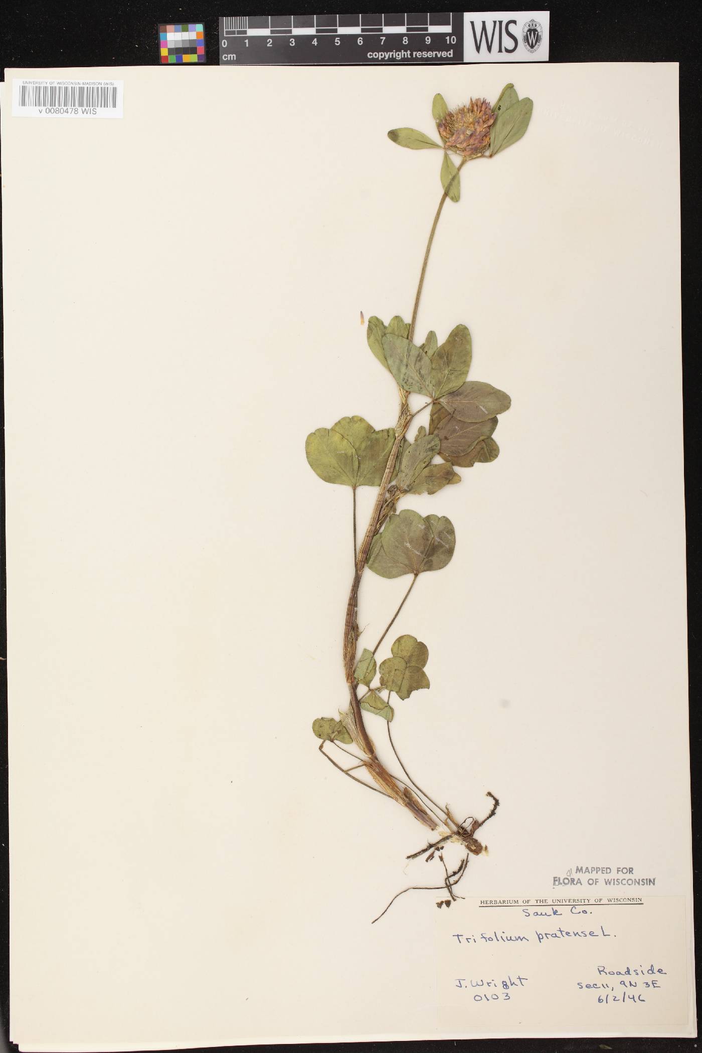 Trifolium pratense image
