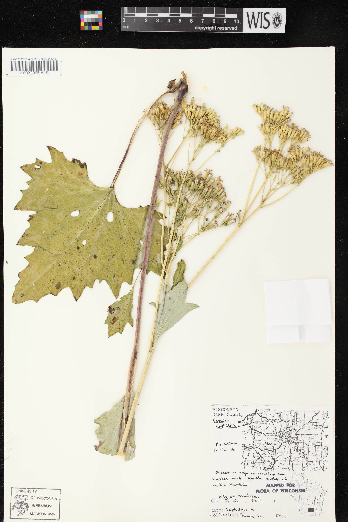 Arnoglossum atriplicifolium image