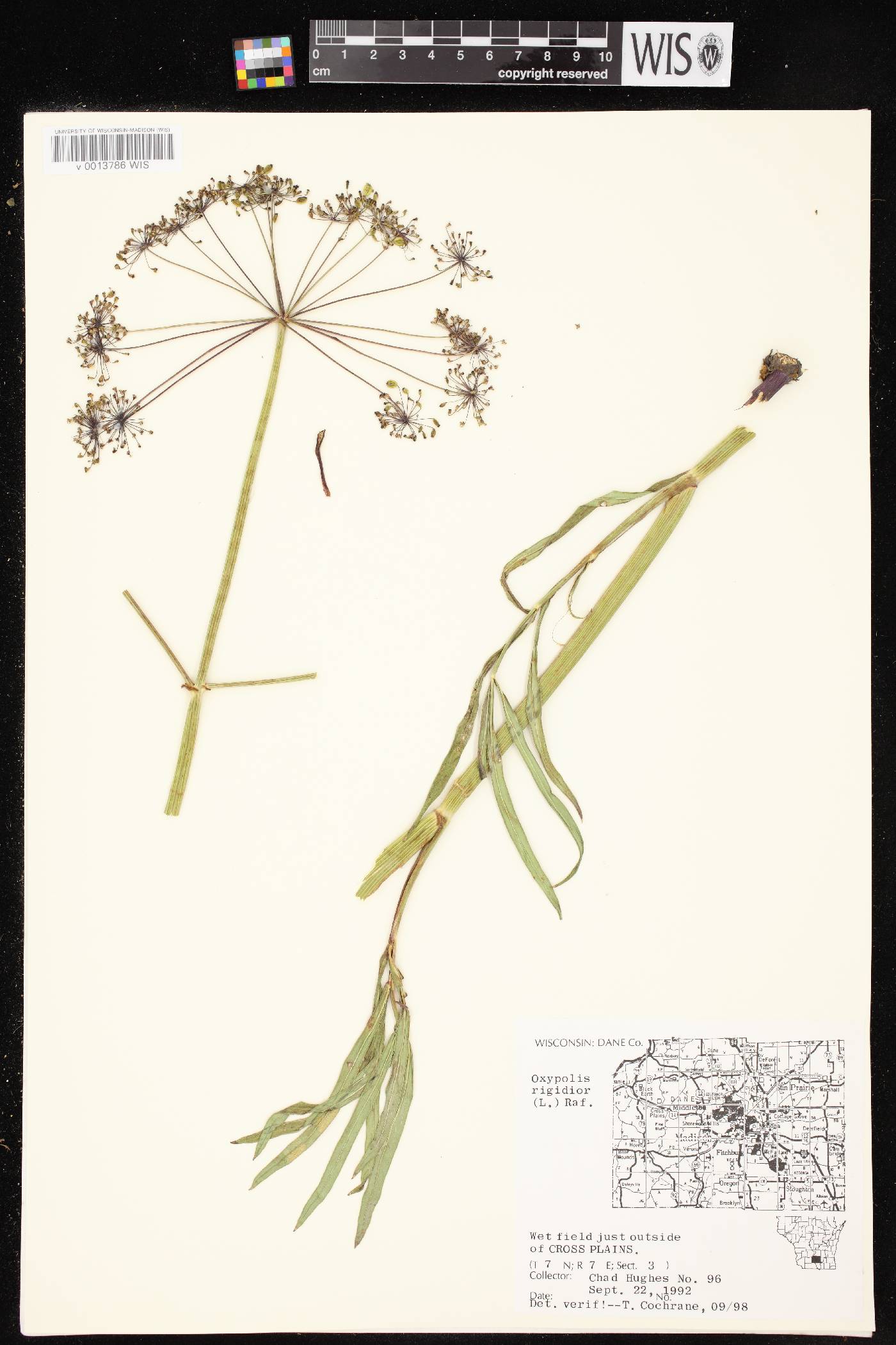 Oxypolis rigidior image