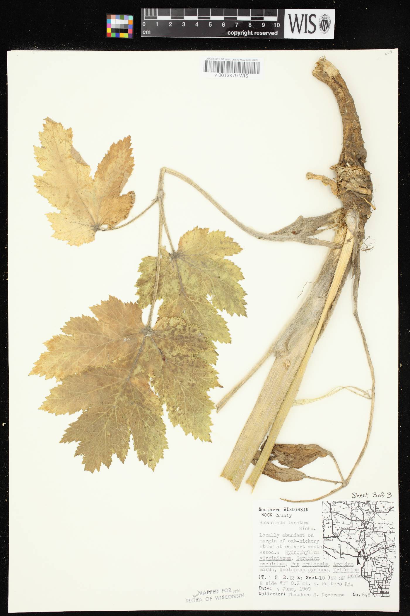 Heracleum maximum image