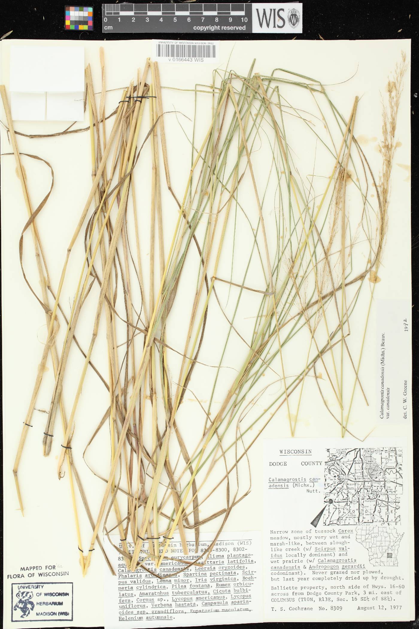 Calamagrostis canadensis var. canadensis image