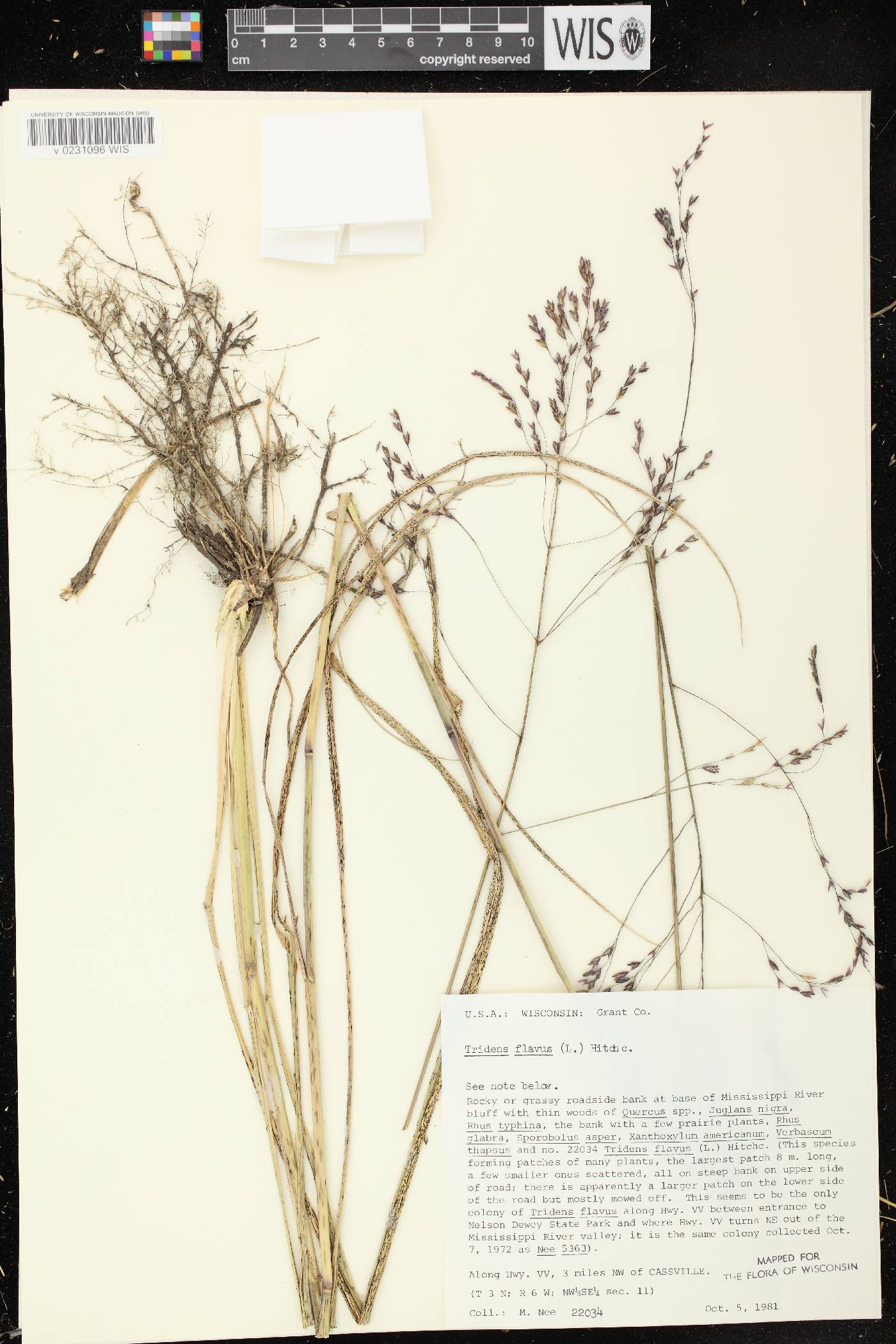 Tridens flavus image