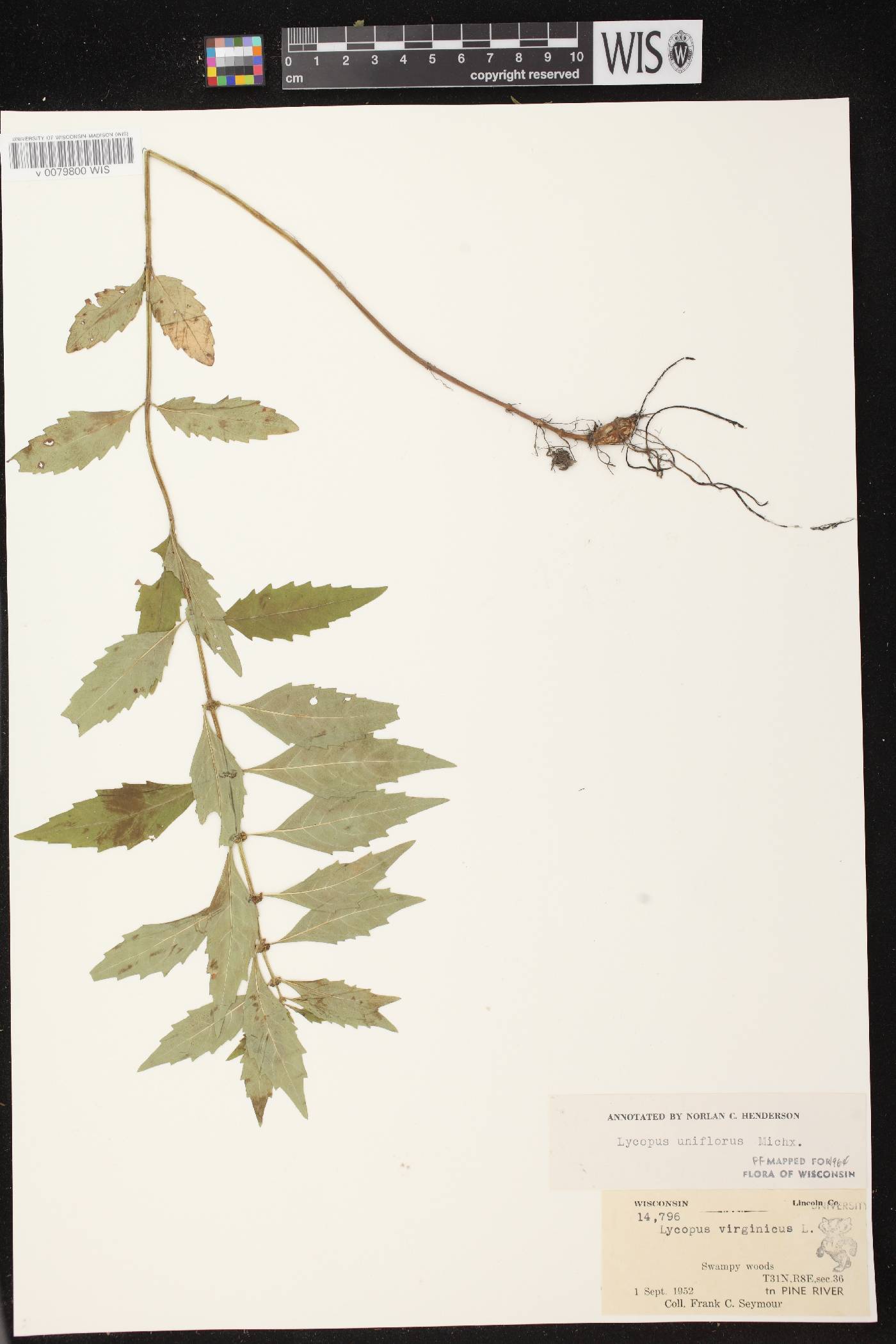 Lycopus uniflorus image