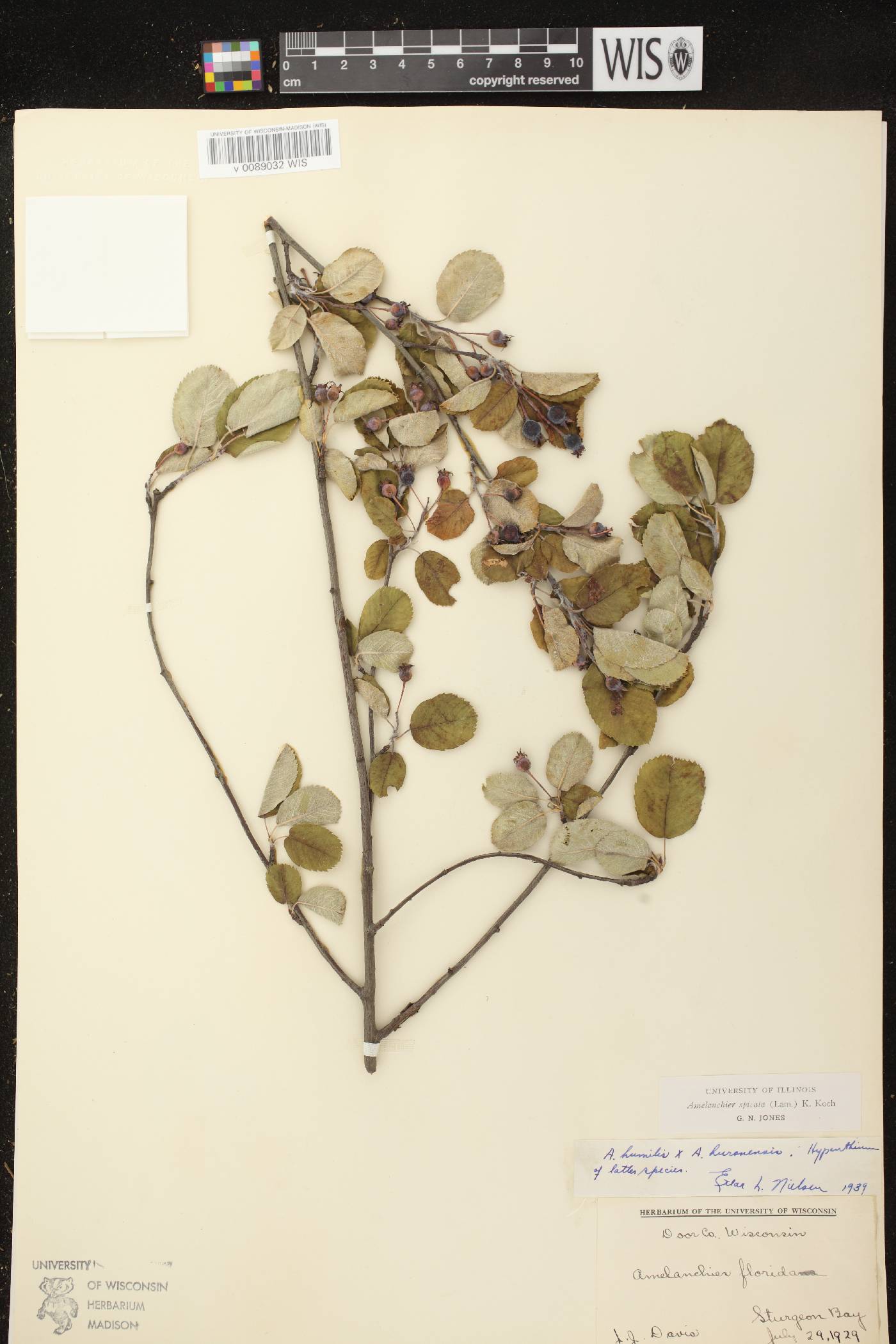 Amelanchier spicata image