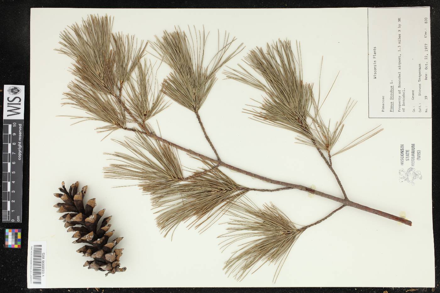 Pinus strobus image