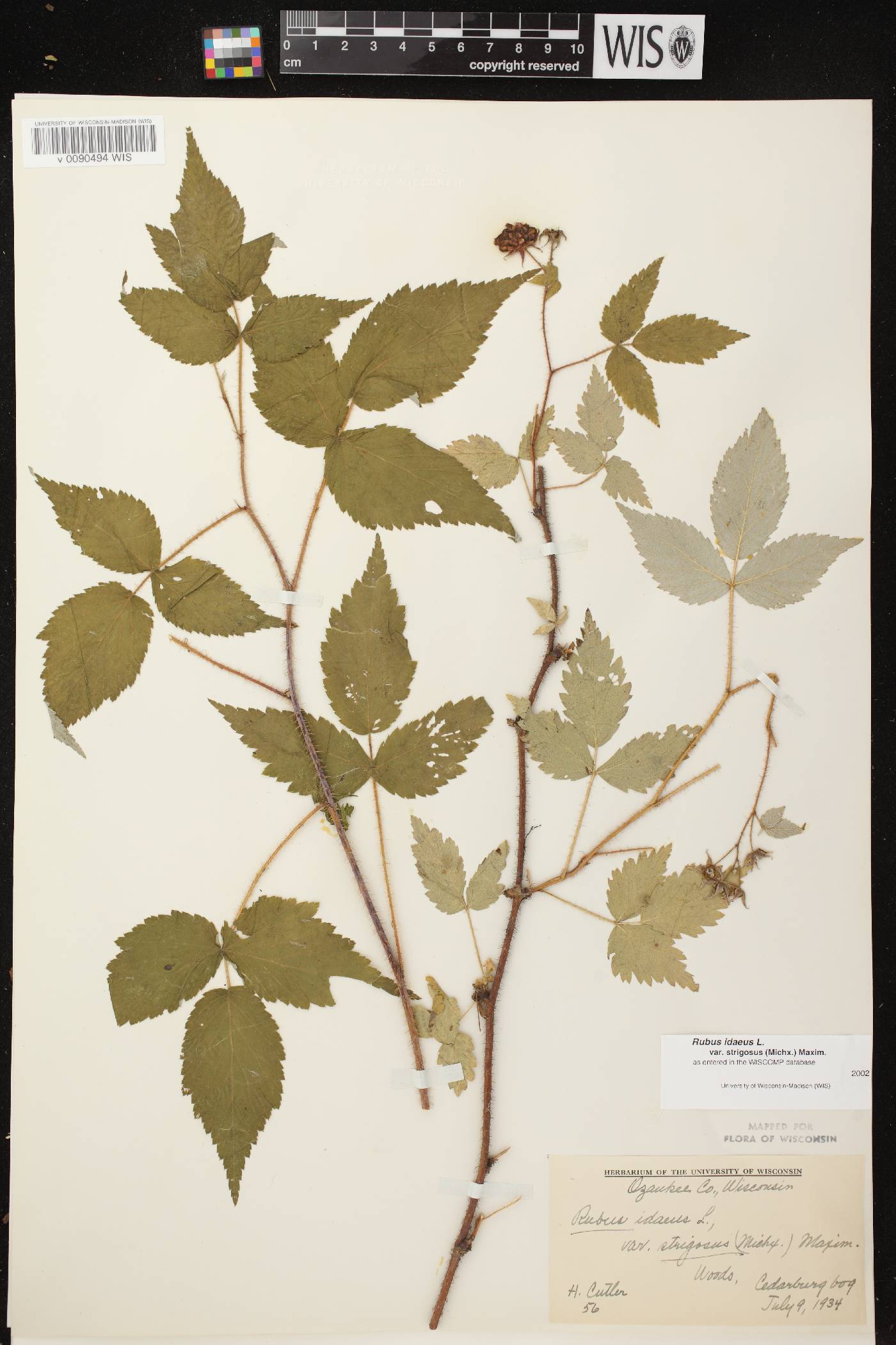 Rubus idaeus subsp. strigosus image