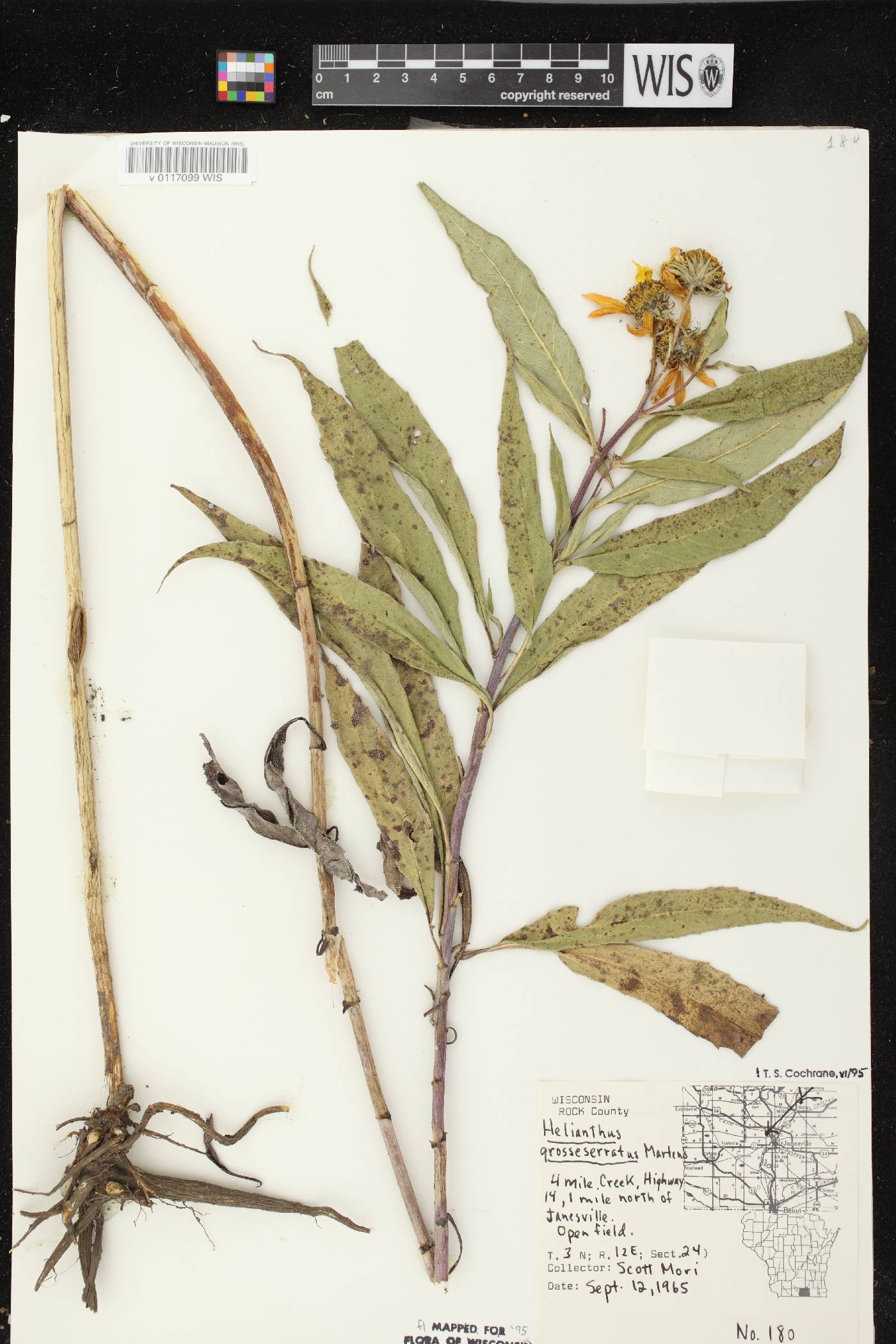 Helianthus grosseserratus image