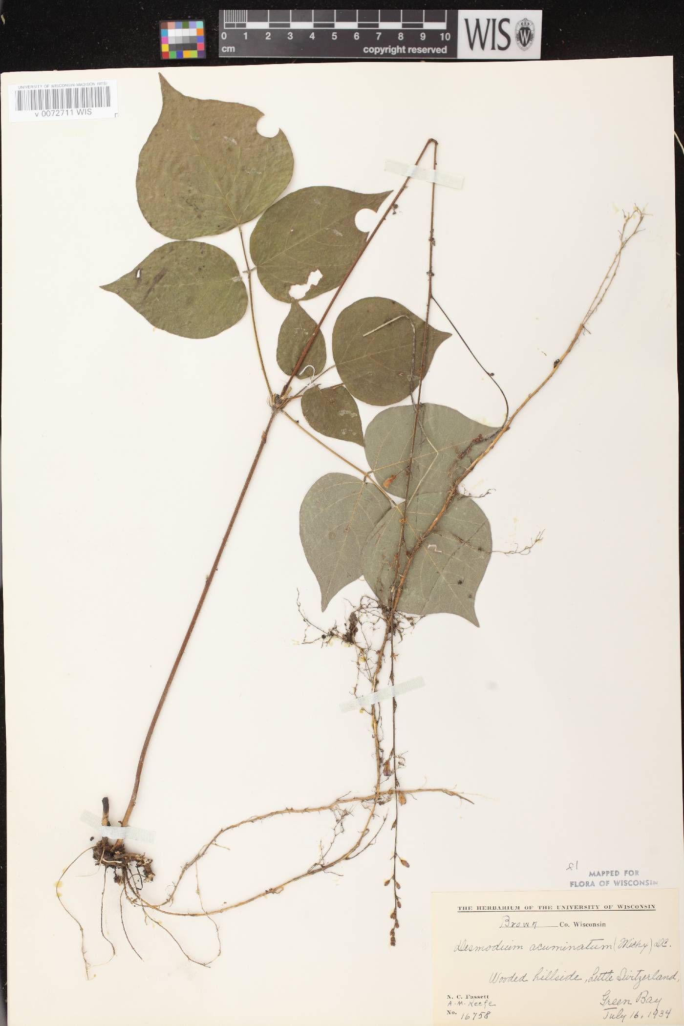Hylodesmum glutinosum image