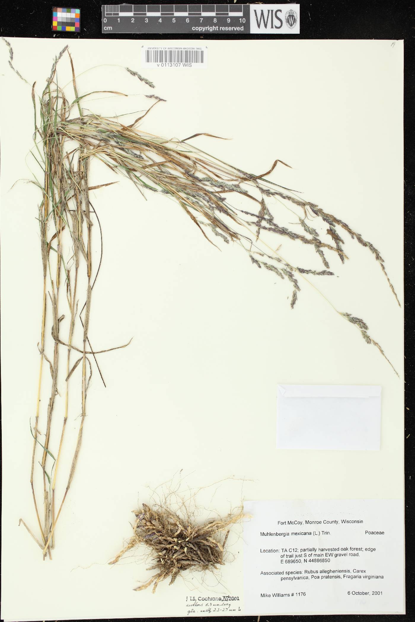 Muhlenbergia mexicana image