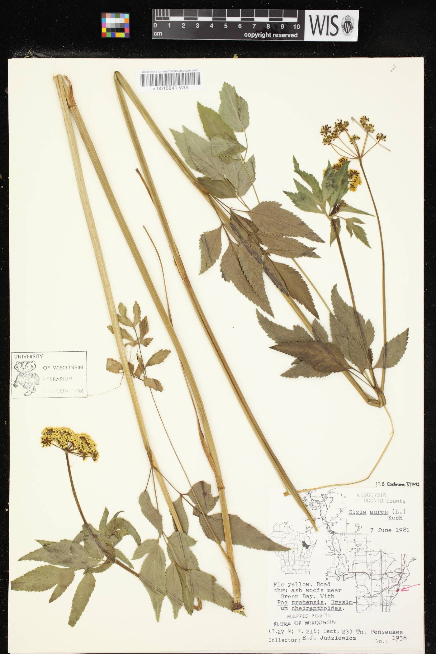 Zizia aurea image