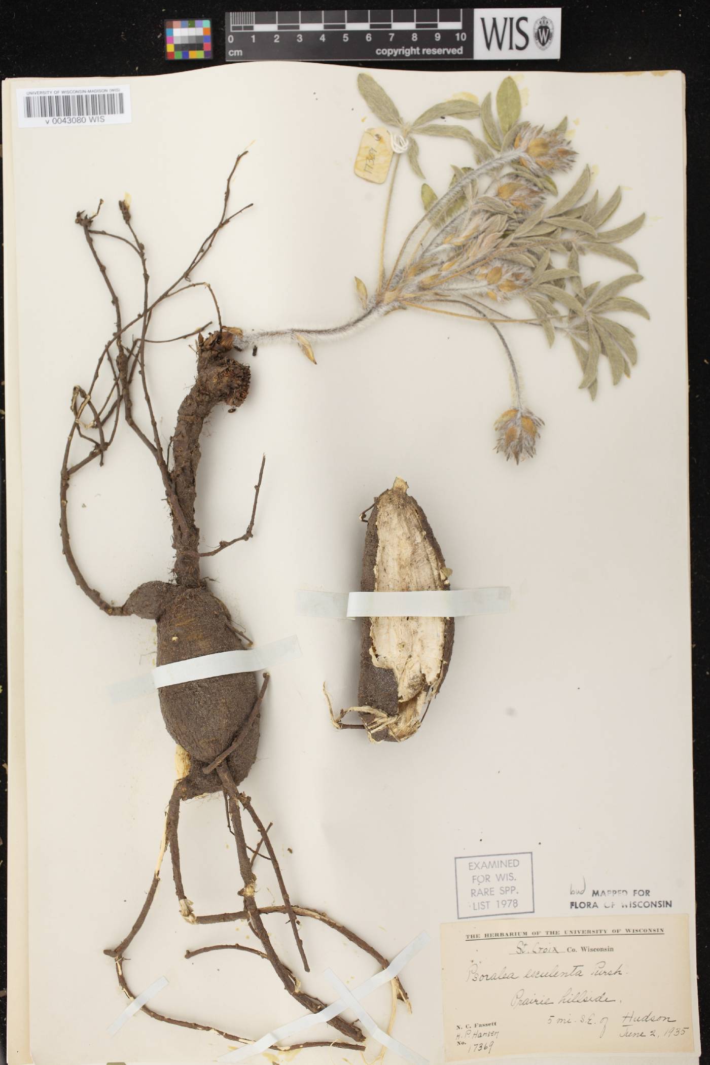 Pediomelum esculentum image