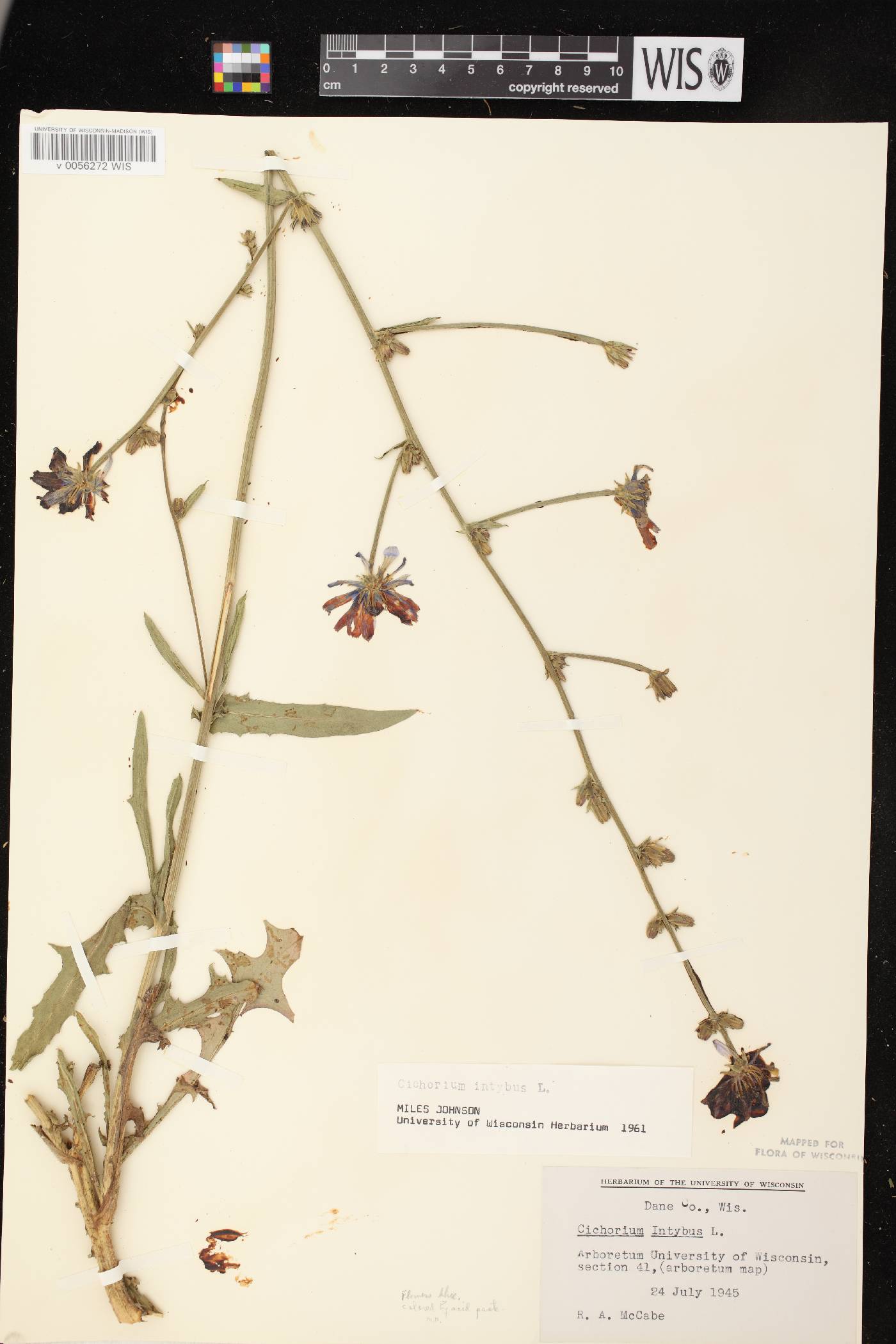 Cichorium intybus image