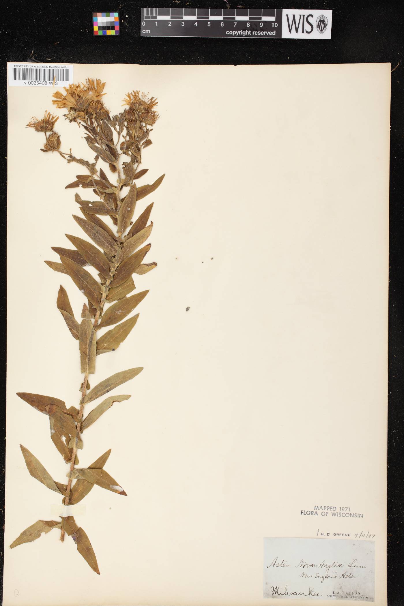 Symphyotrichum novae-angliae image