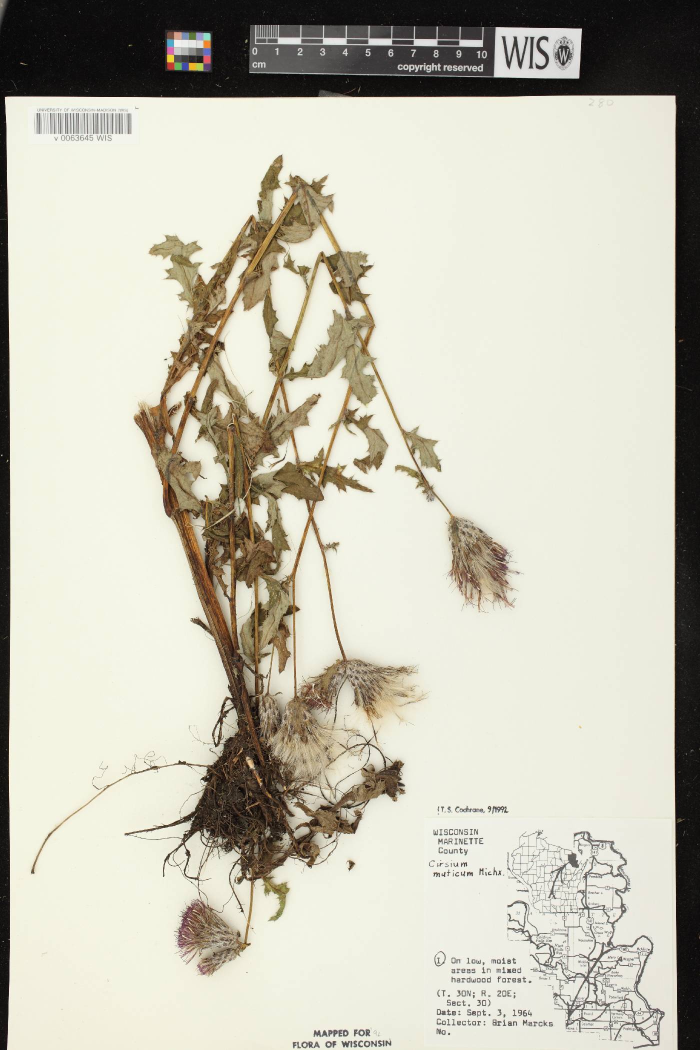 Cirsium muticum image