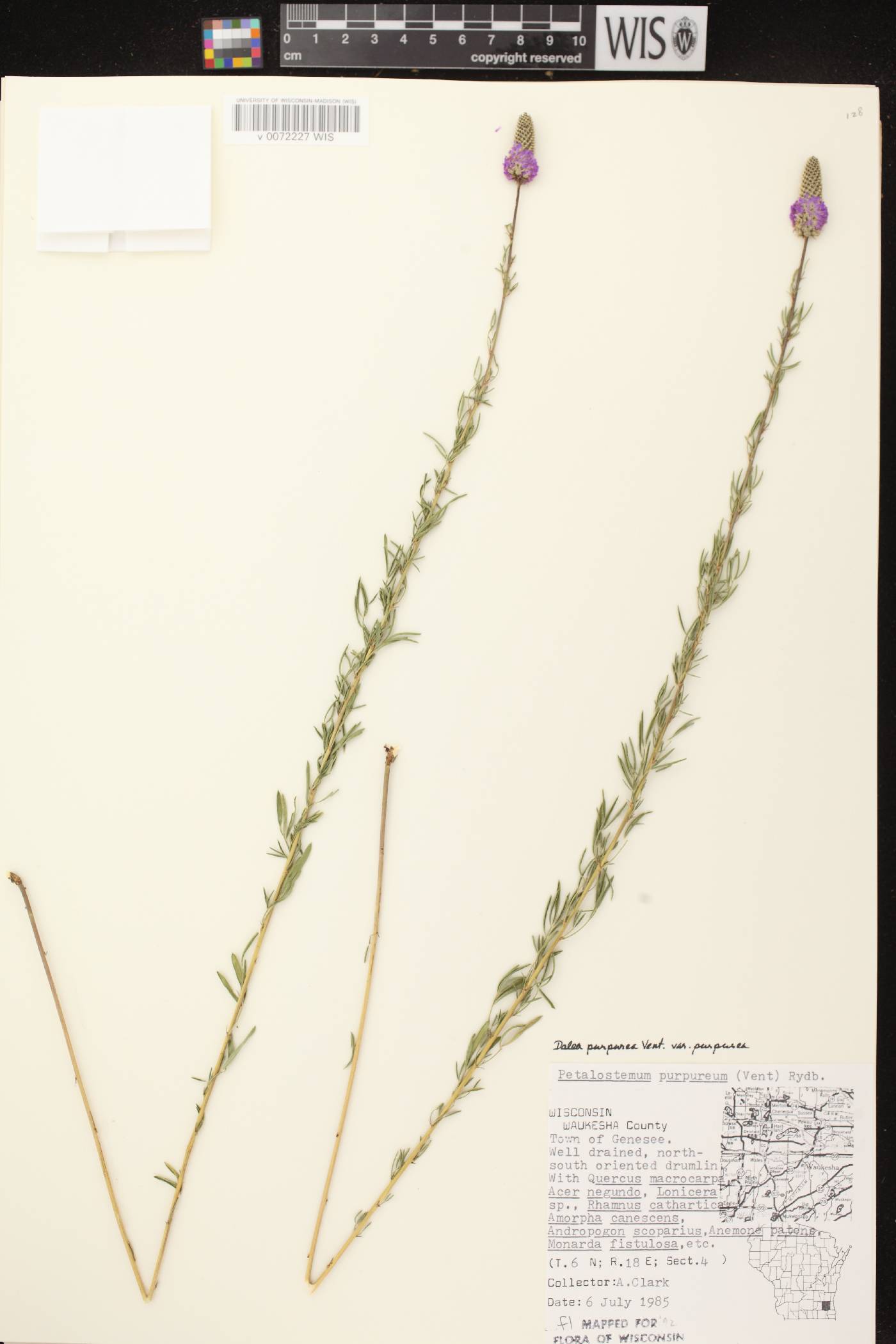 Dalea purpurea var. purpurea image