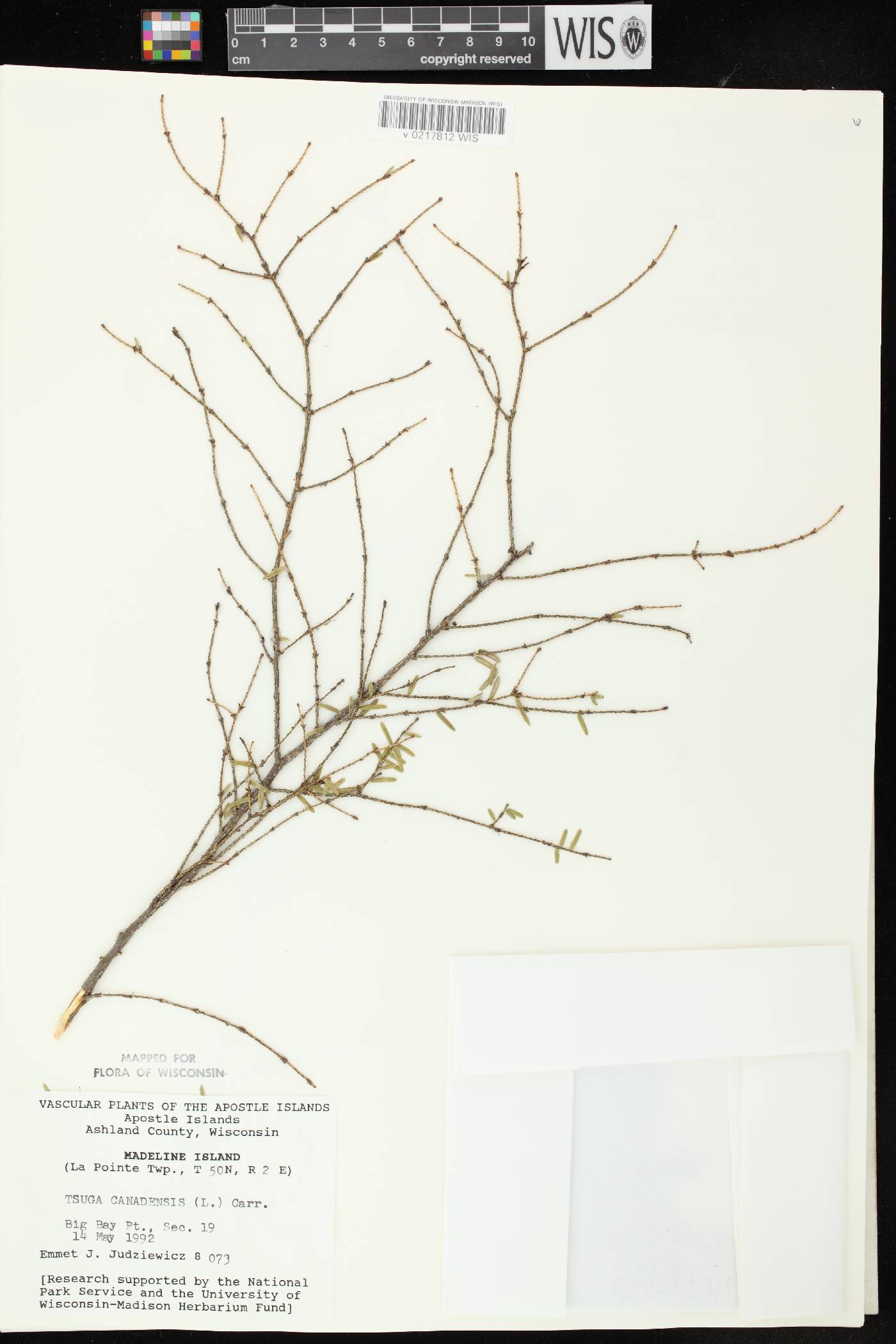 Tsuga canadensis image