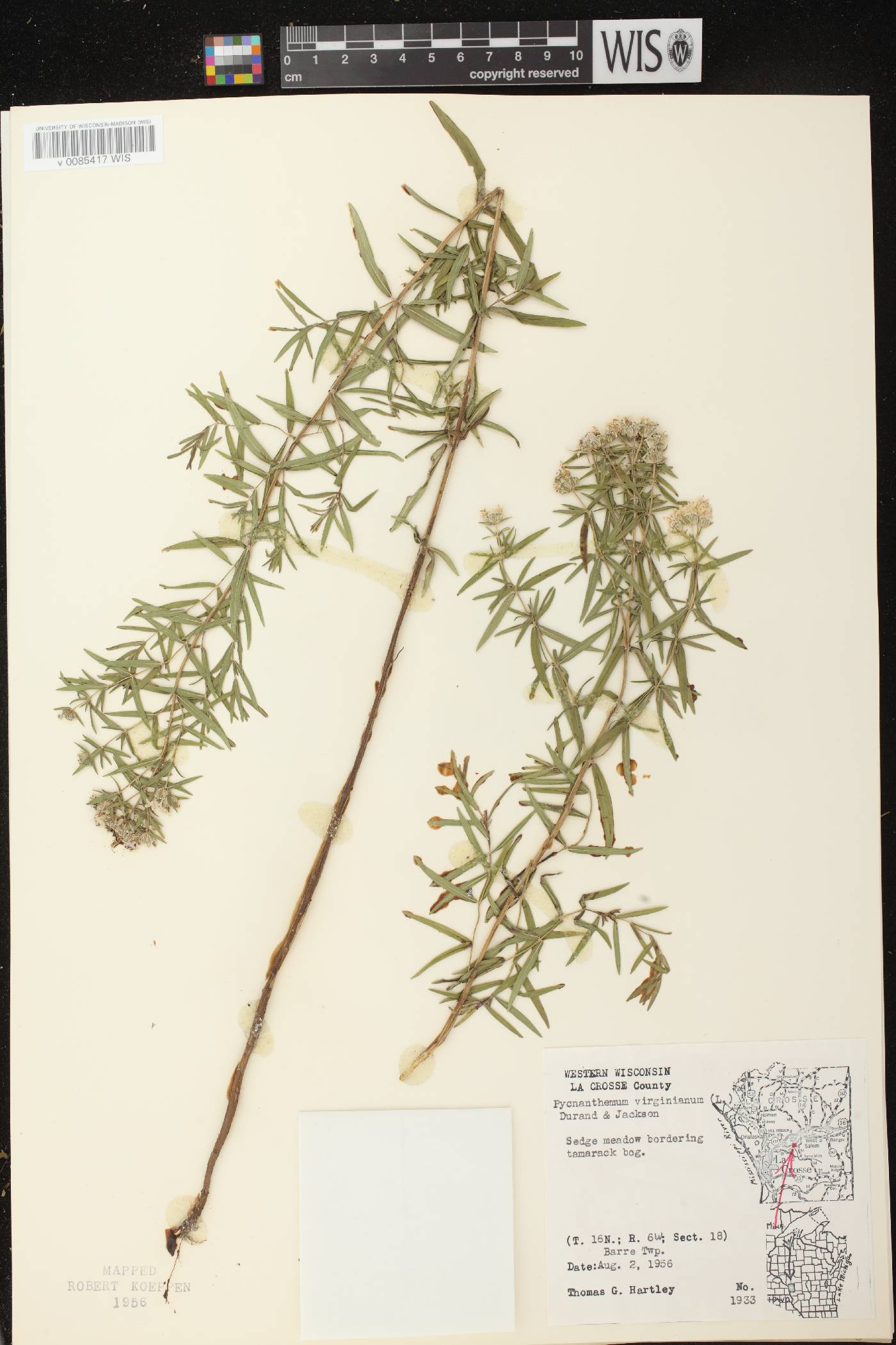 Pycnanthemum virginianum image