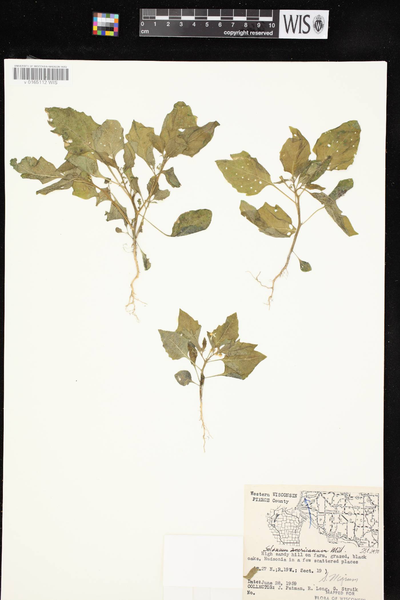 Solanum ptychanthum image