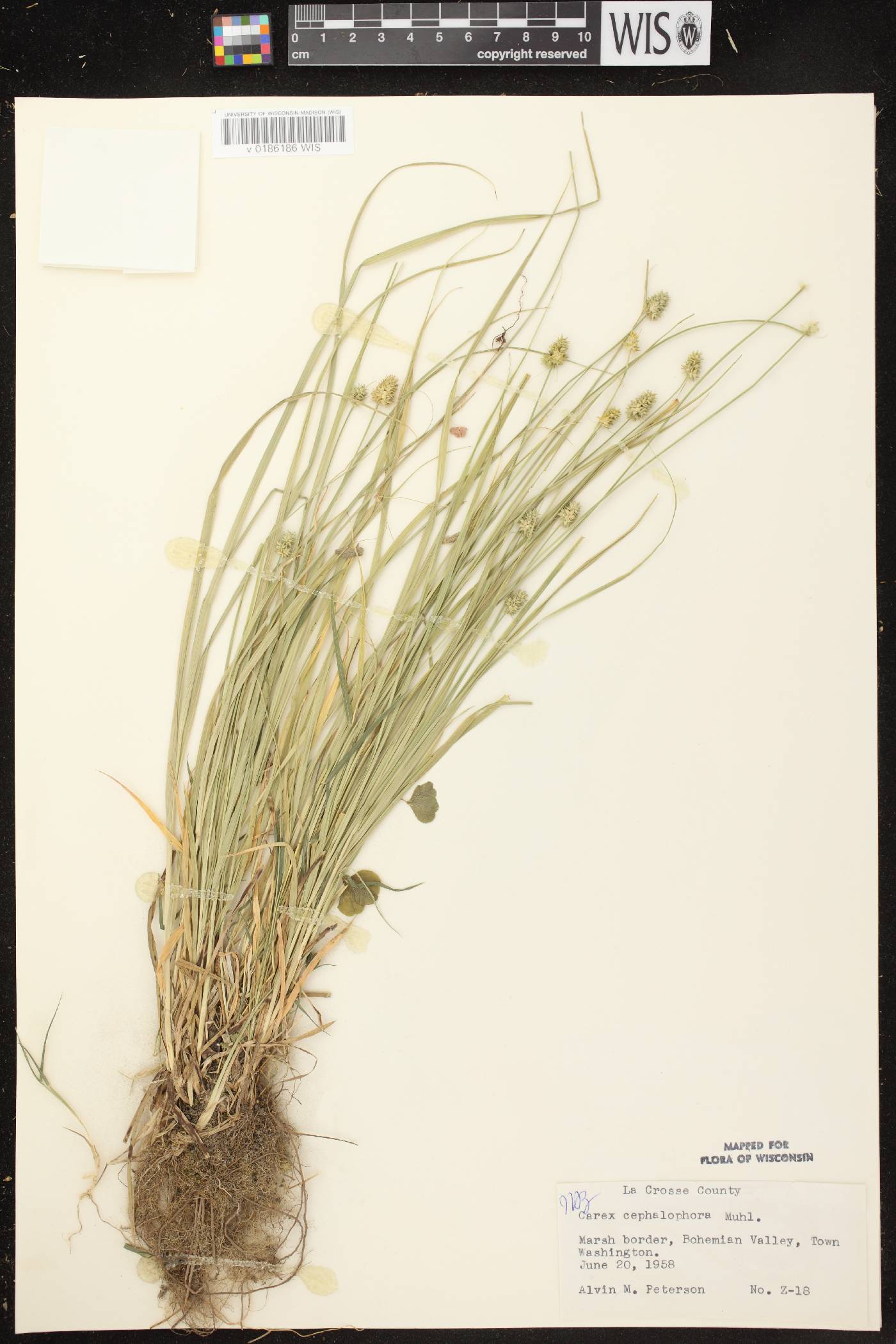 Carex cephalophora image