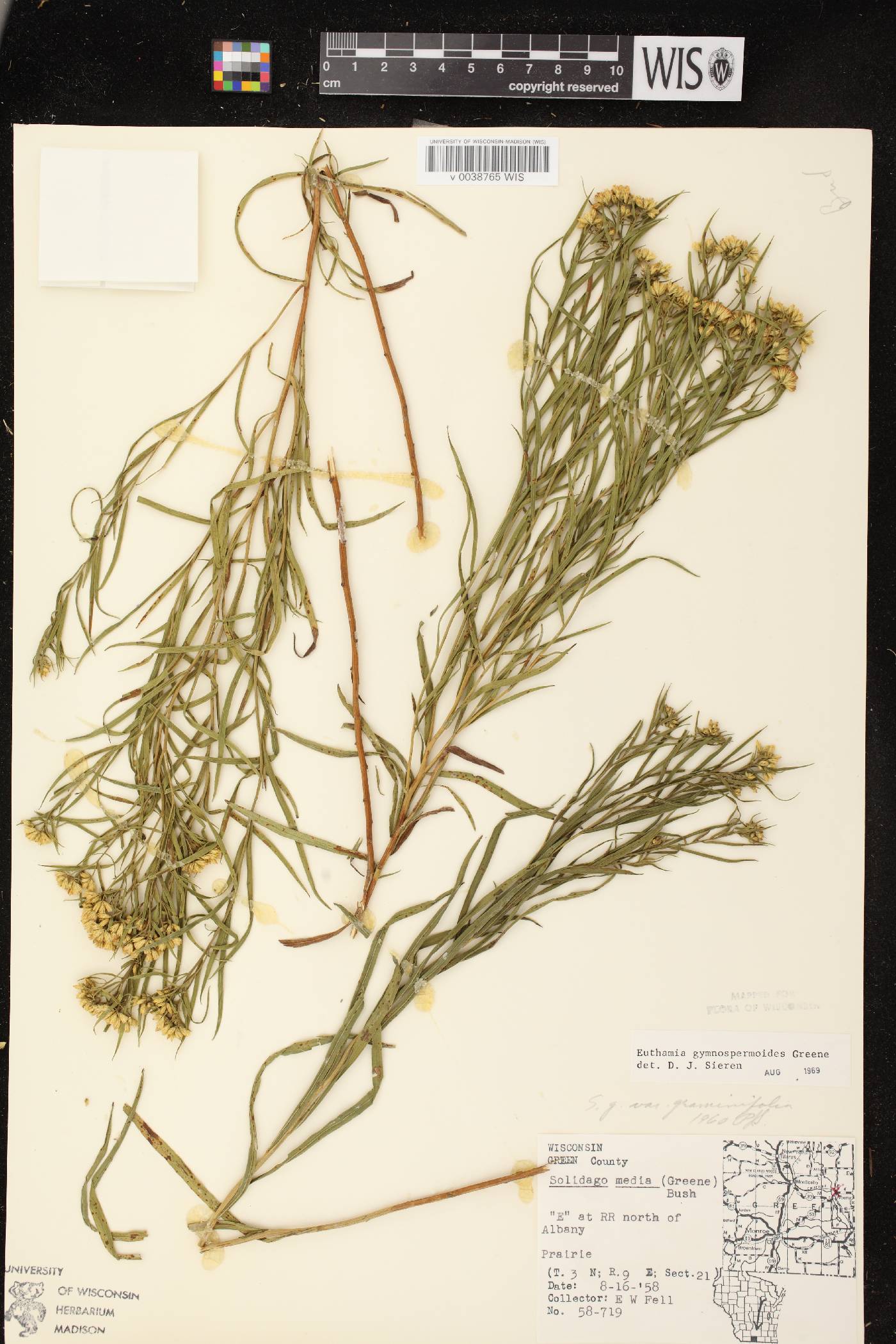 Euthamia gymnospermoides image