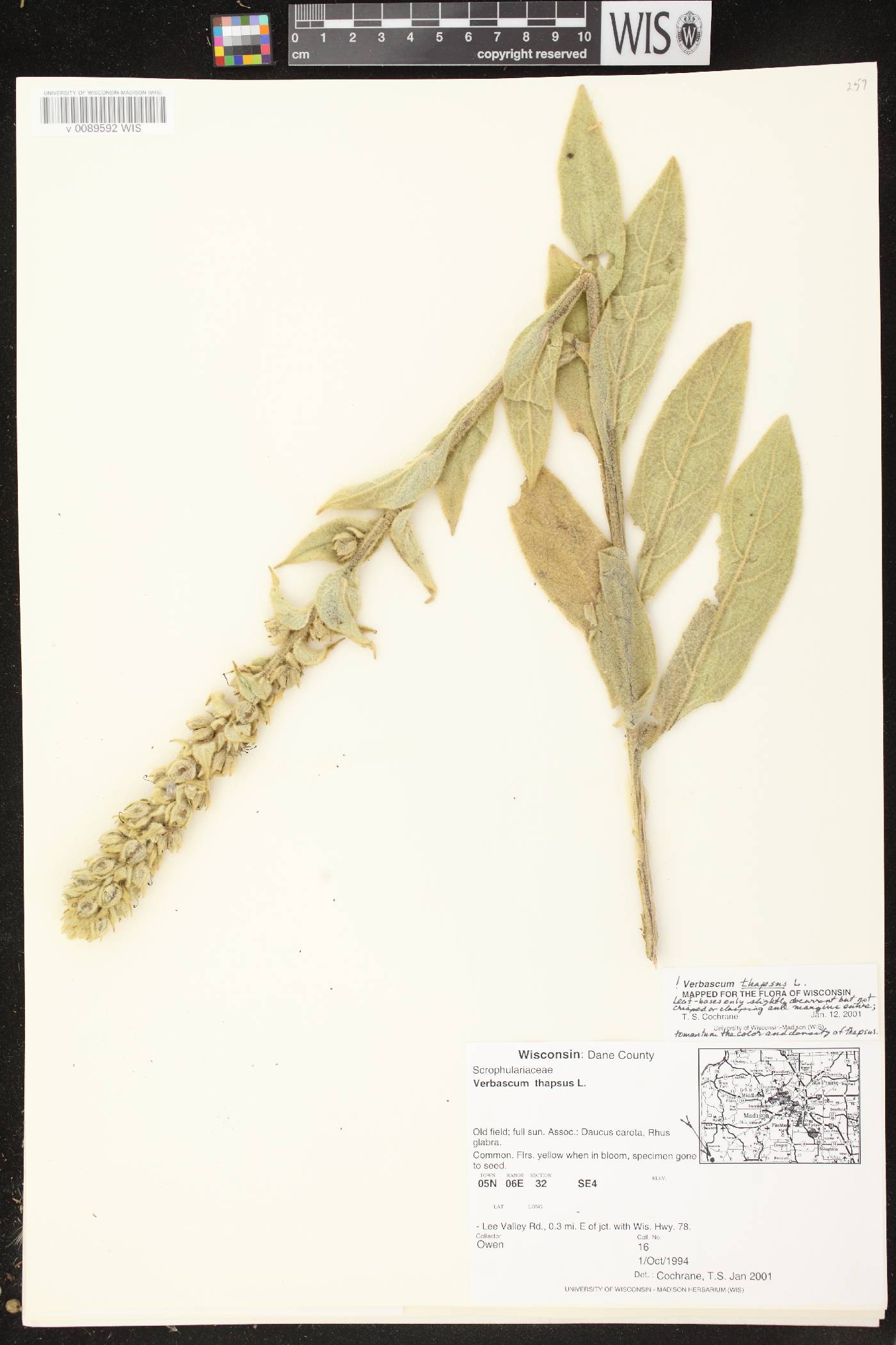 Verbascum thapsus image
