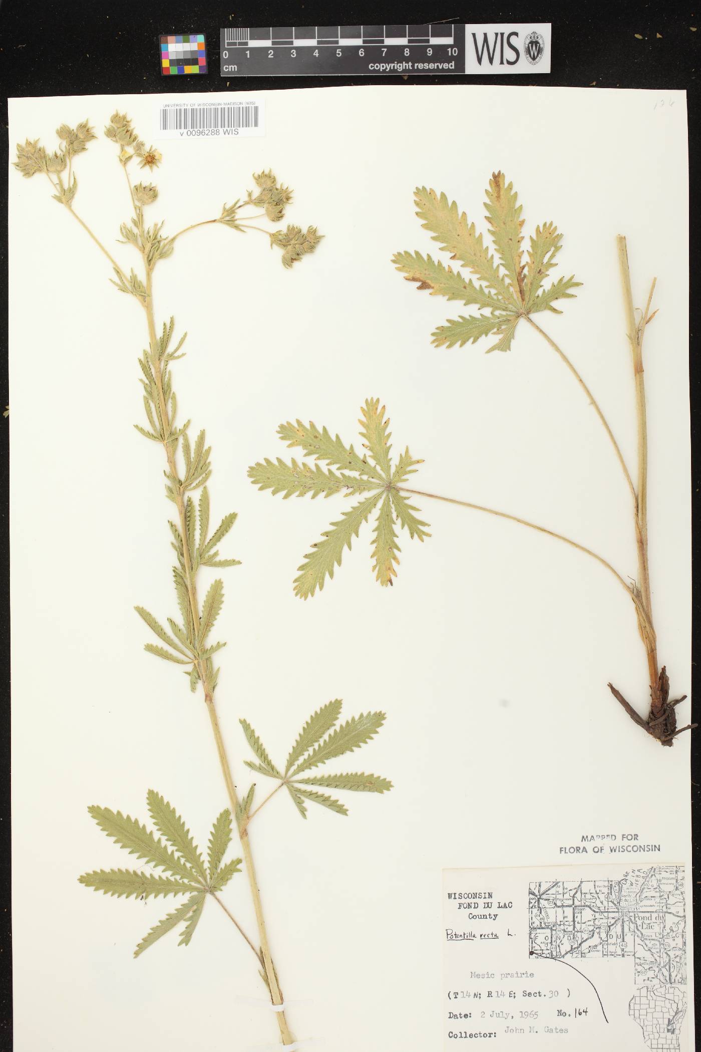 Potentilla recta image