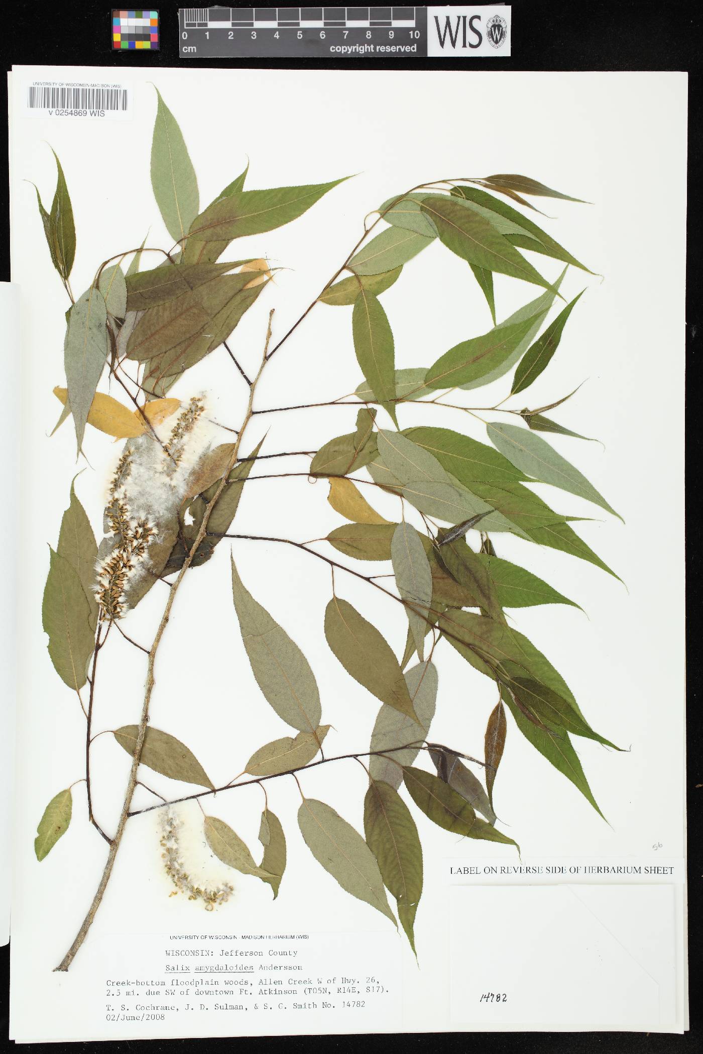 Salix amygdaloides image