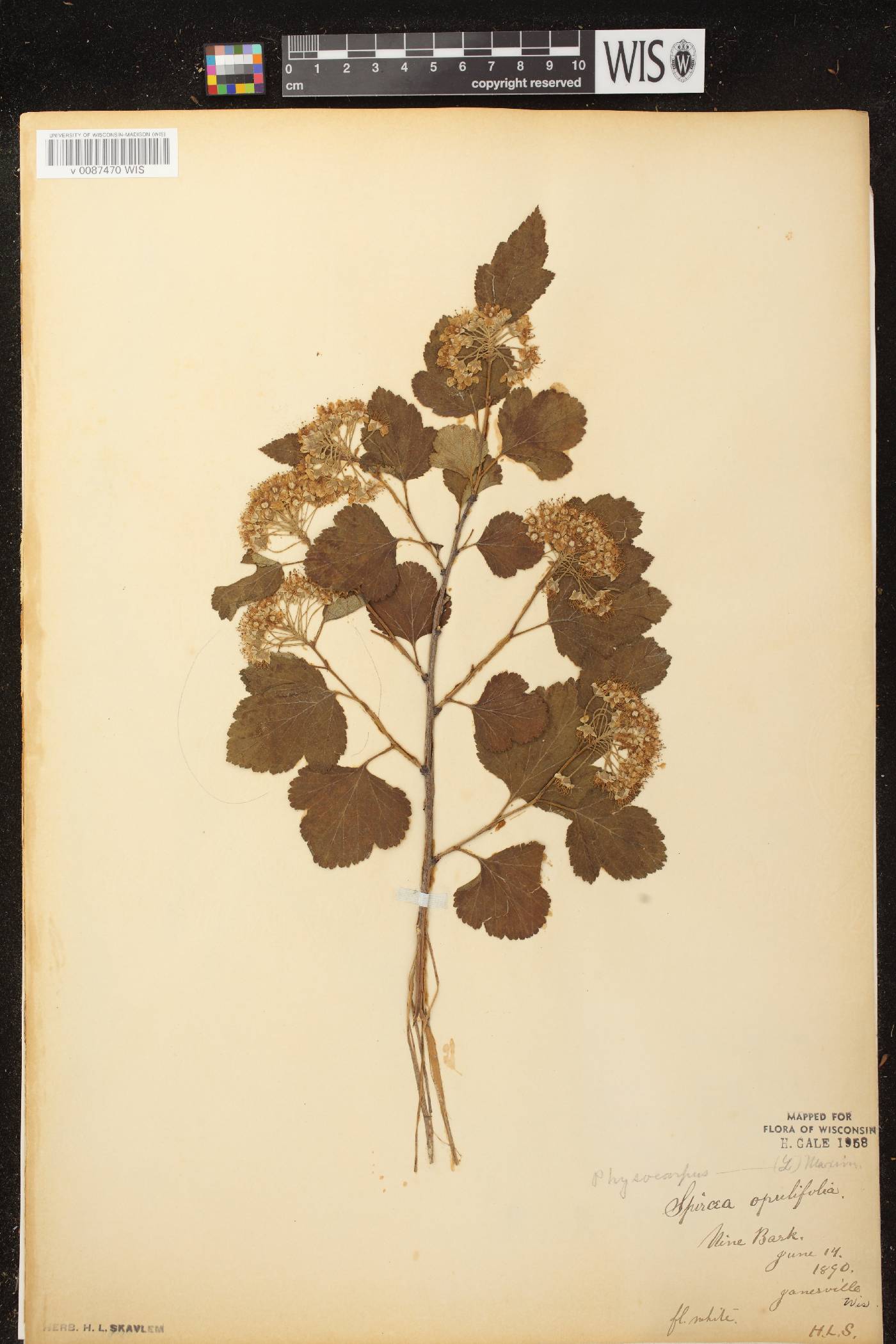 Physocarpus opulifolius image