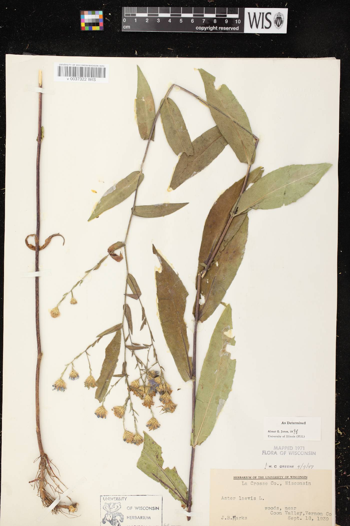 Symphyotrichum laeve image
