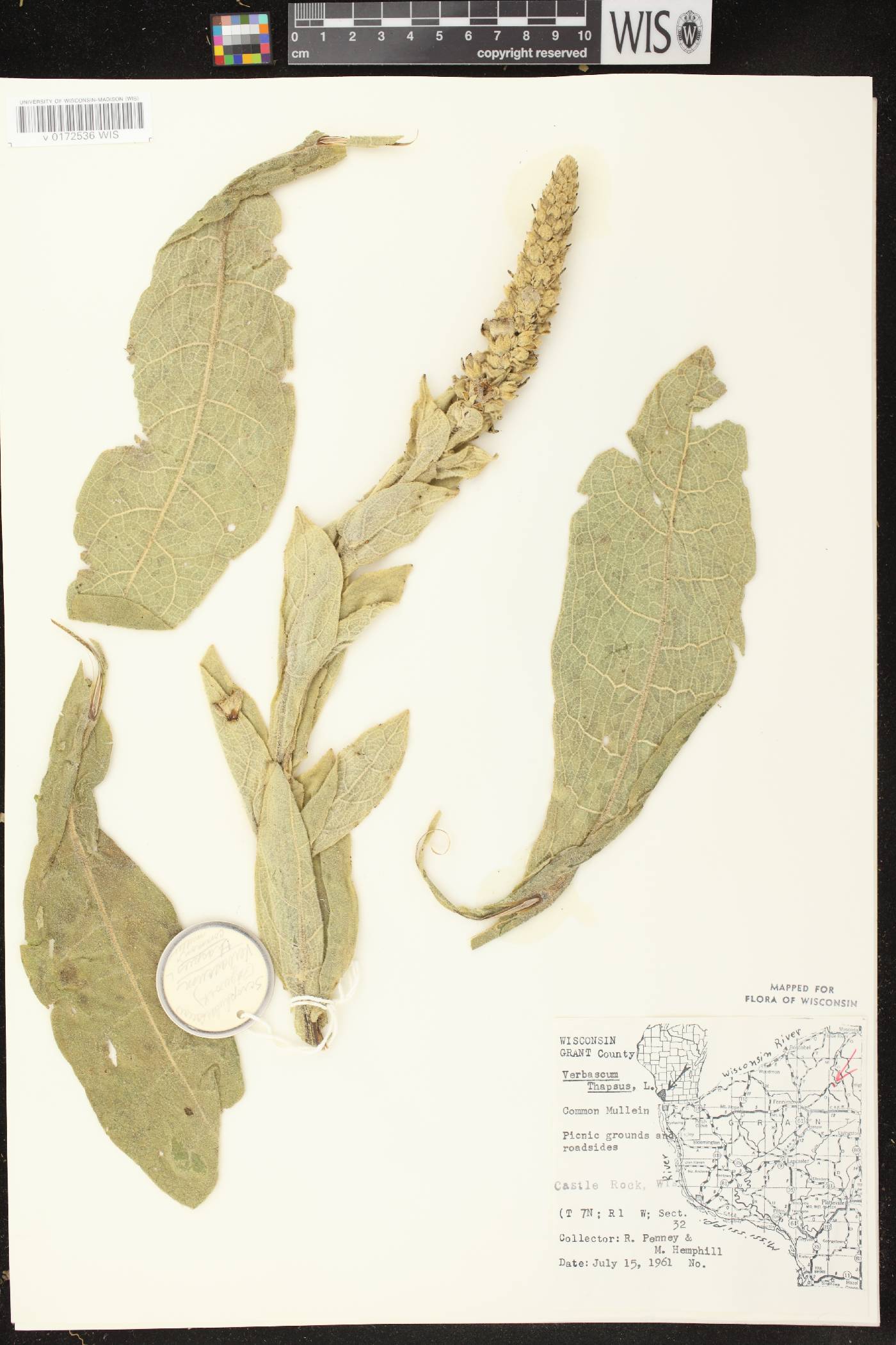 Verbascum thapsus image