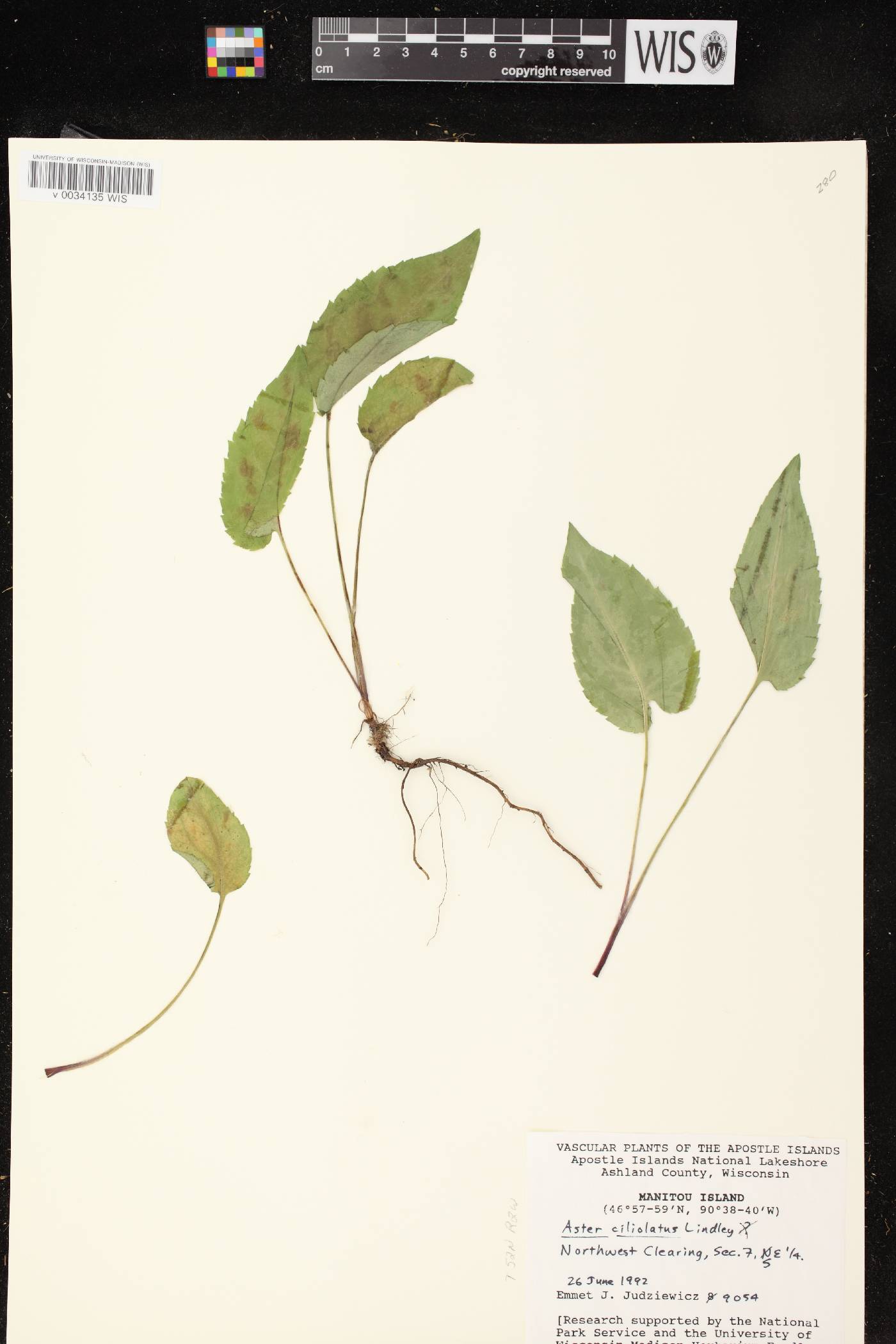 Symphyotrichum ciliolatum image