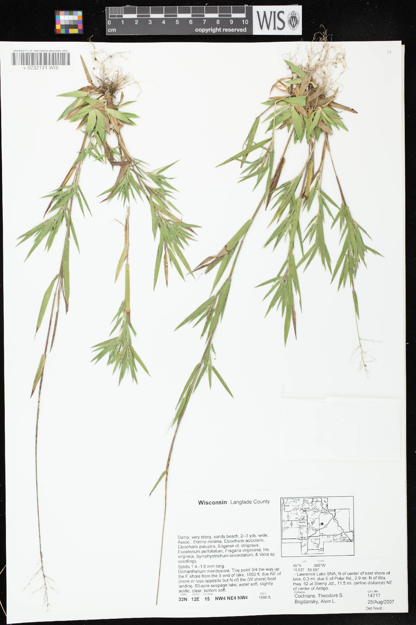 Dichanthelium meridionale image